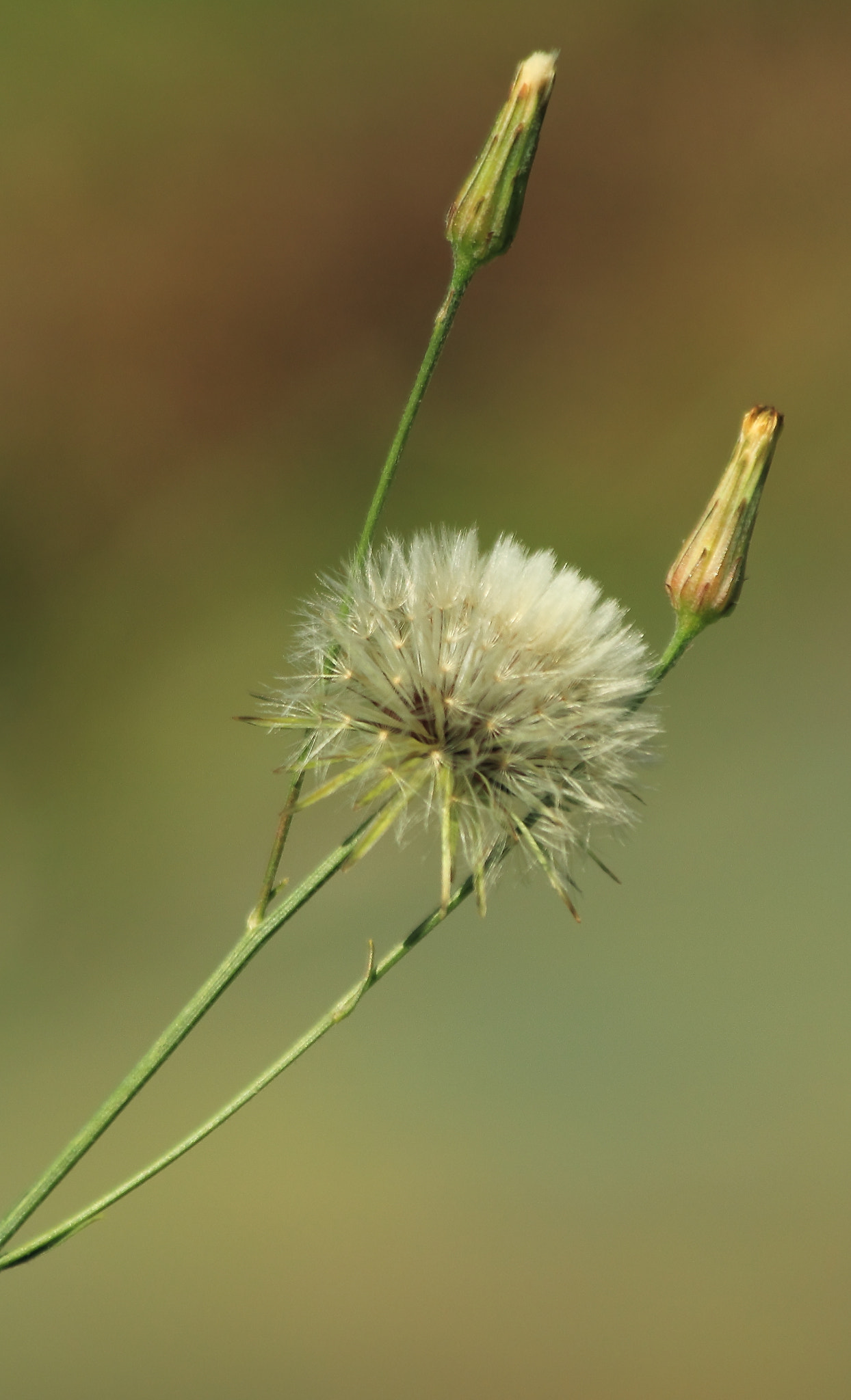 Canon EF 70-300mm F4-5.6 IS USM sample photo. Dandelion photography
