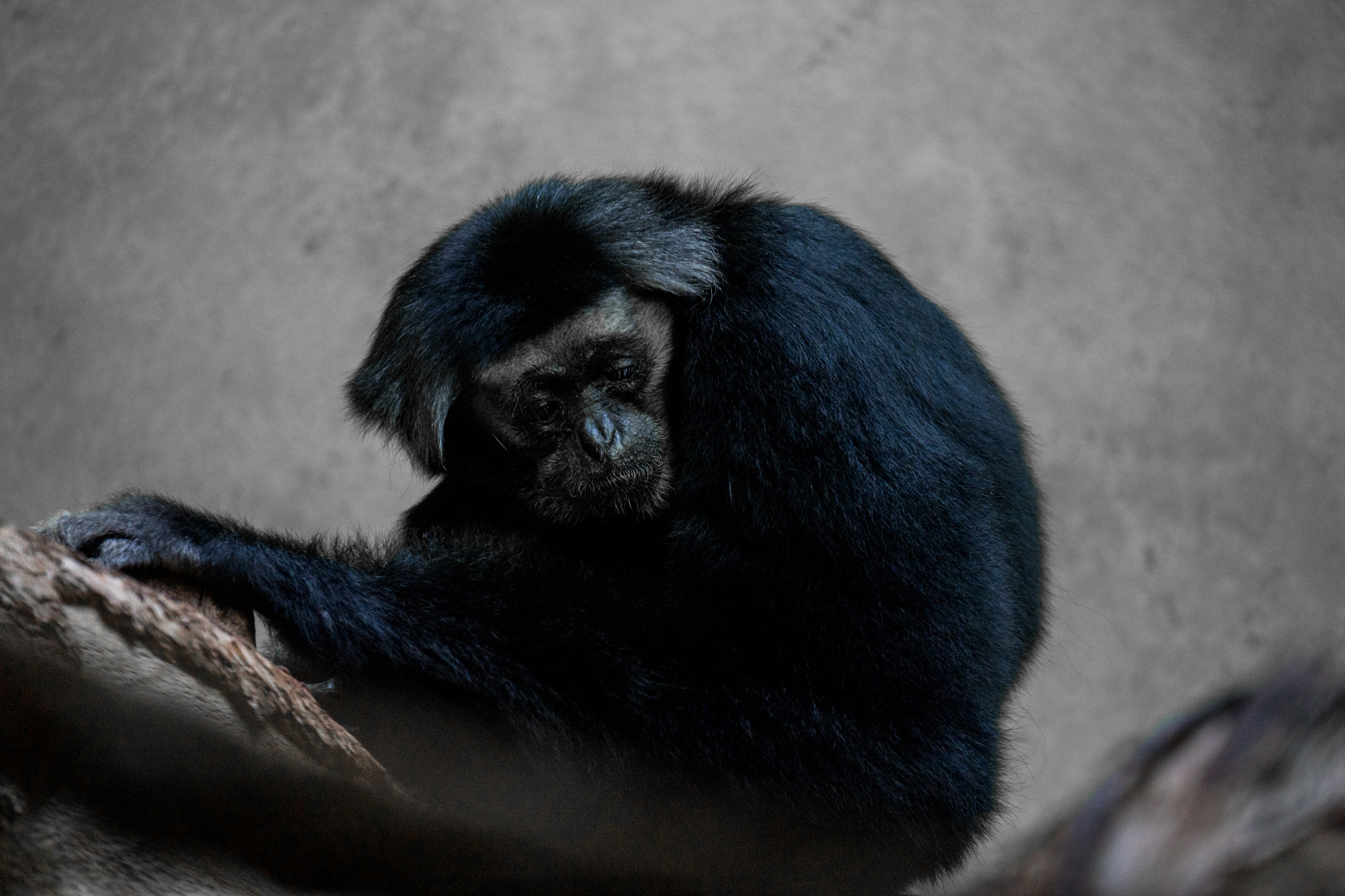 Sony FE 70-300mm F4.5-5.6 G OSS sample photo. Sad monkey photography