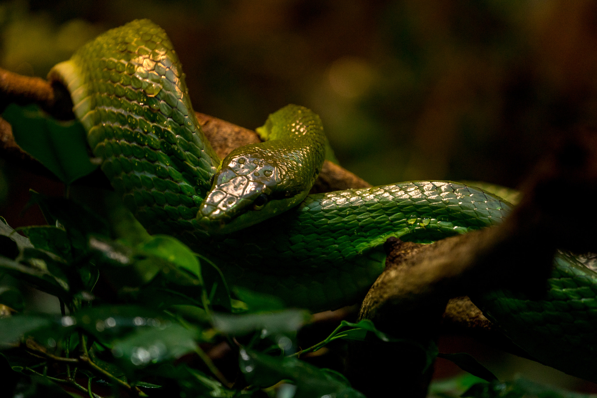 Sony a7 + Sony FE 70-300mm F4.5-5.6 G OSS sample photo. Green snake photography