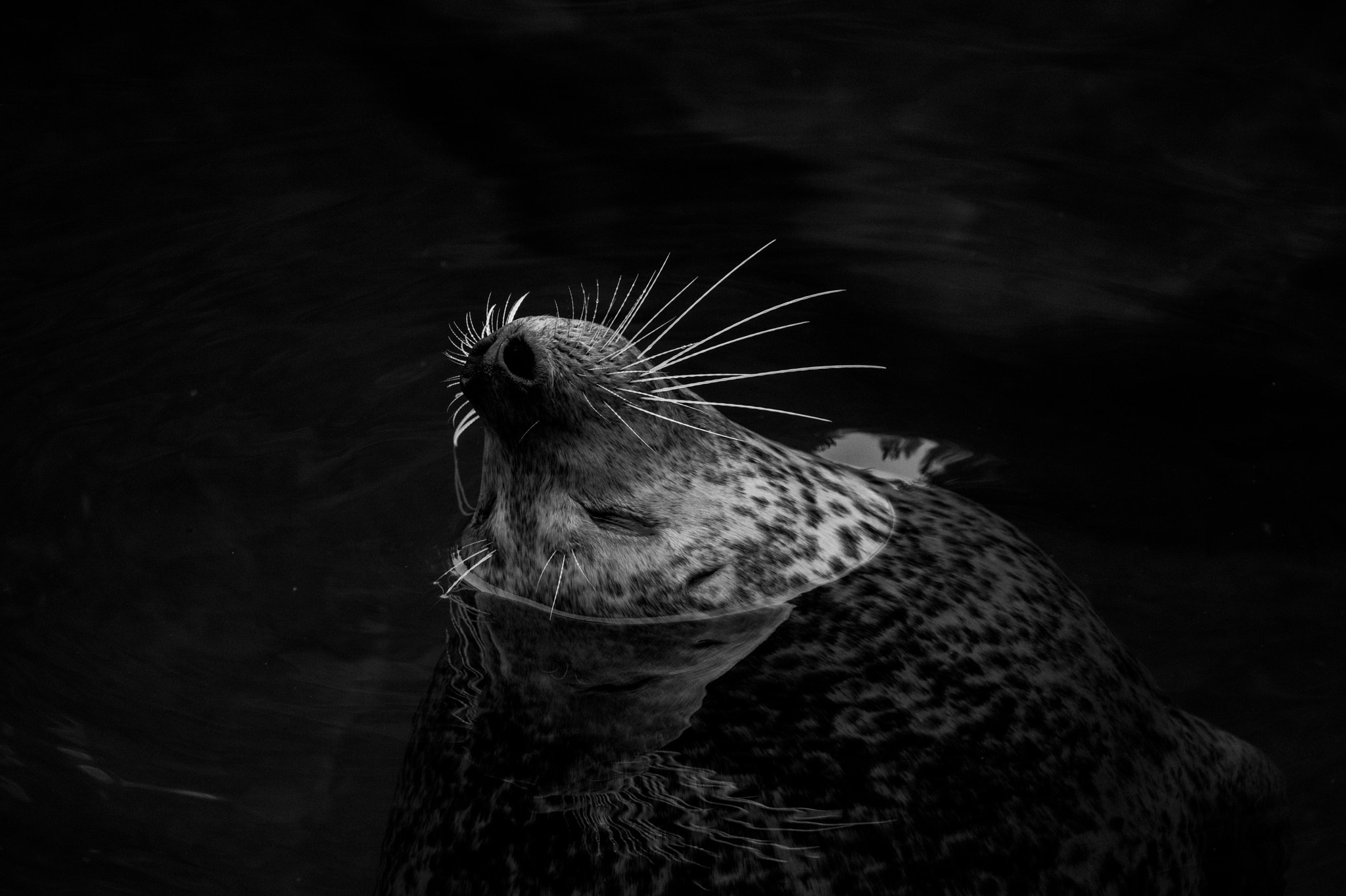 Sony FE 70-300mm F4.5-5.6 G OSS sample photo. Silly seal photography
