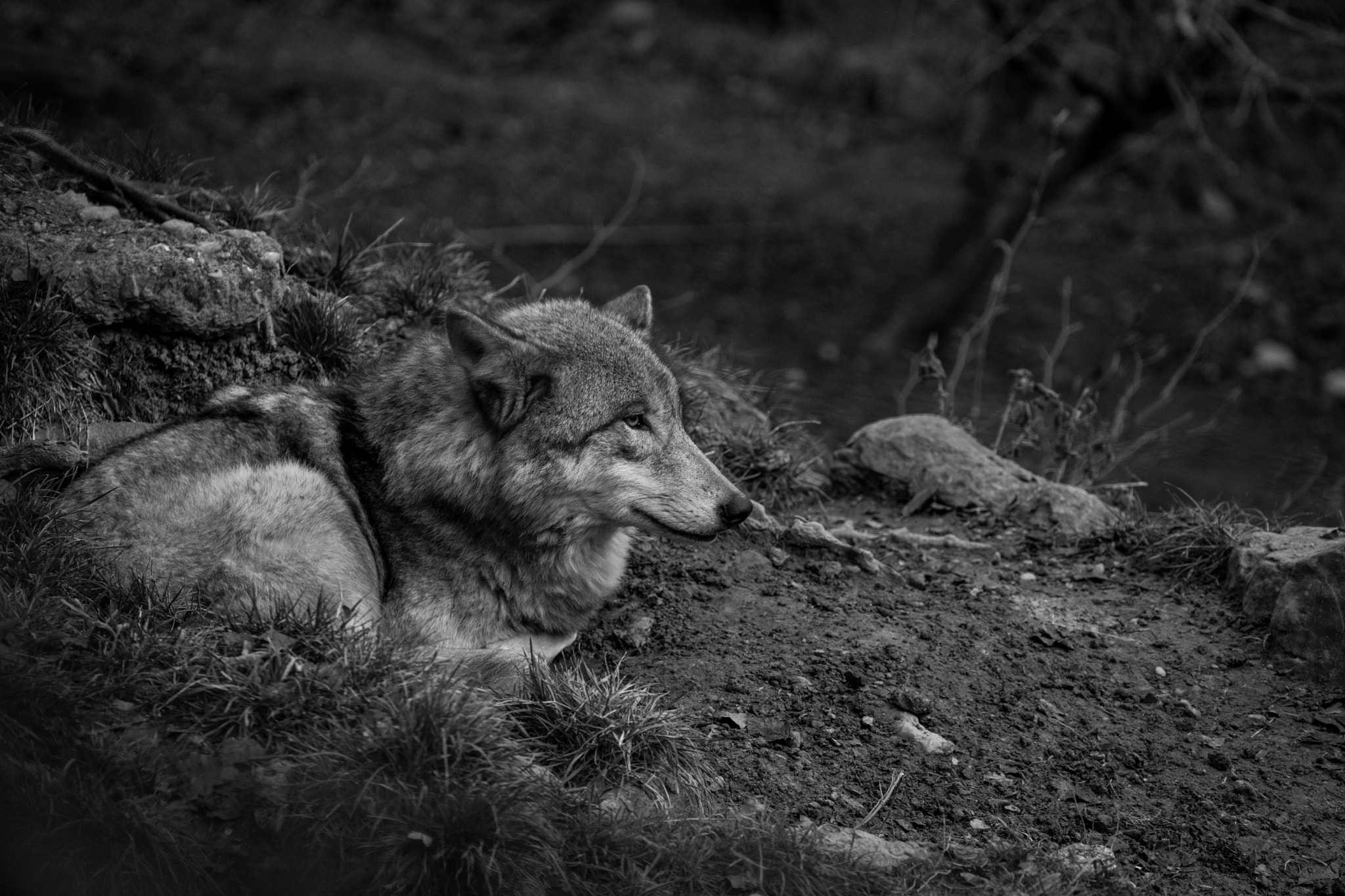 Sony a7 + Sony FE 70-300mm F4.5-5.6 G OSS sample photo. Sitting wolf photography