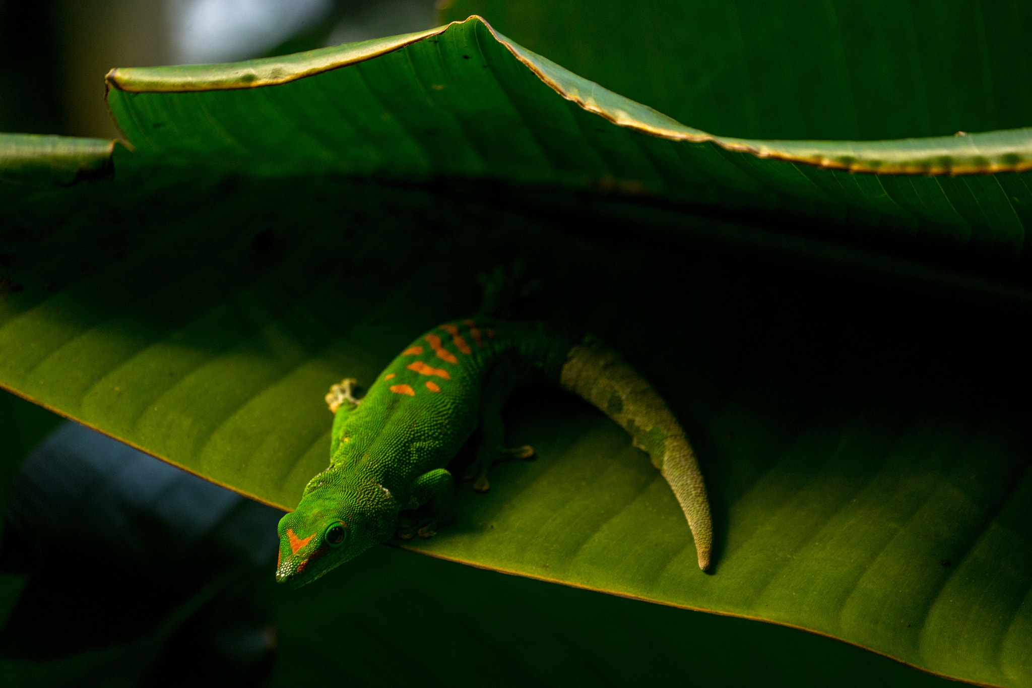 Sony FE 70-300mm F4.5-5.6 G OSS sample photo. Green gecko photography