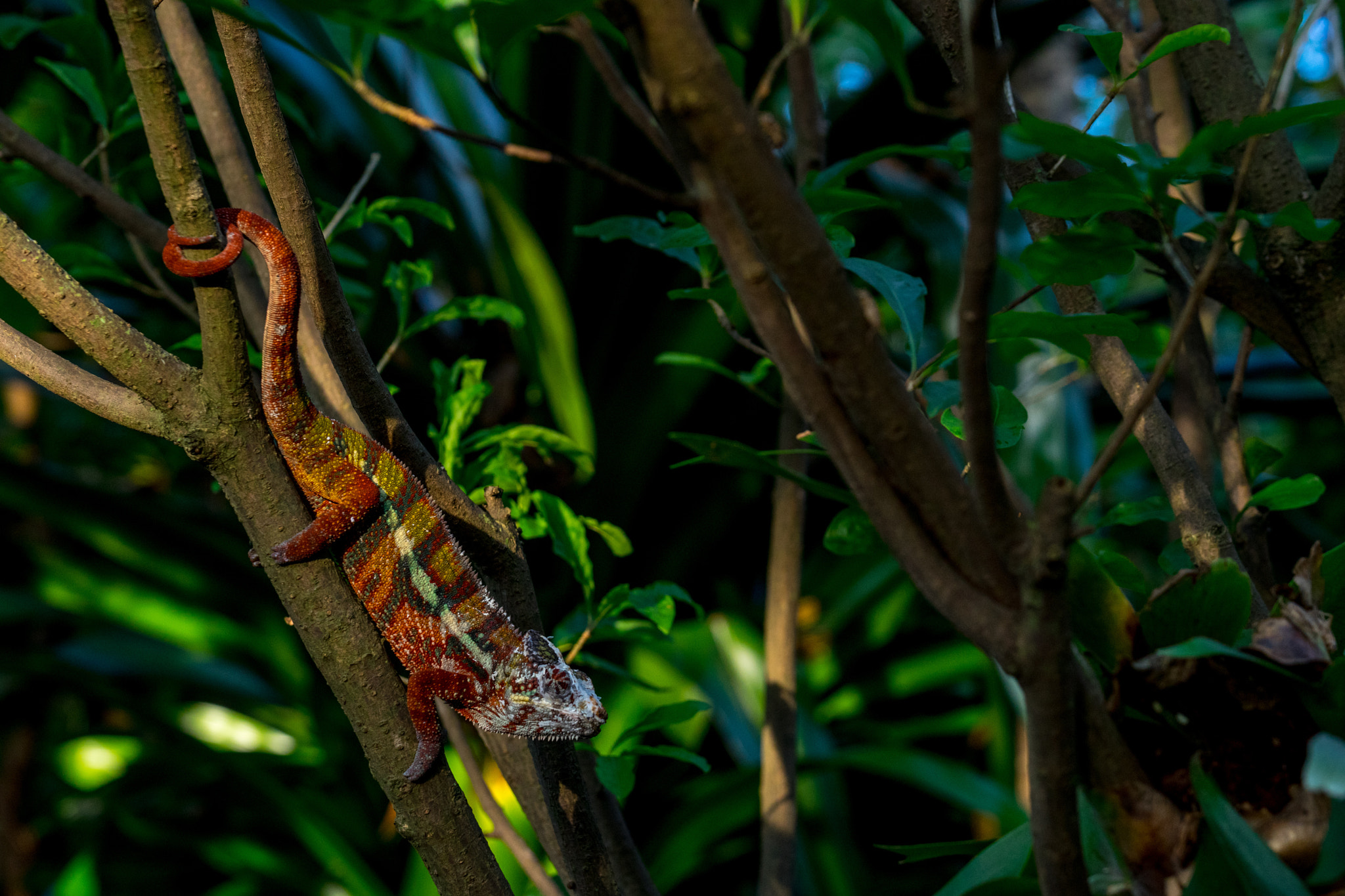 Sony FE 70-300mm F4.5-5.6 G OSS sample photo. Colorful chameleon photography