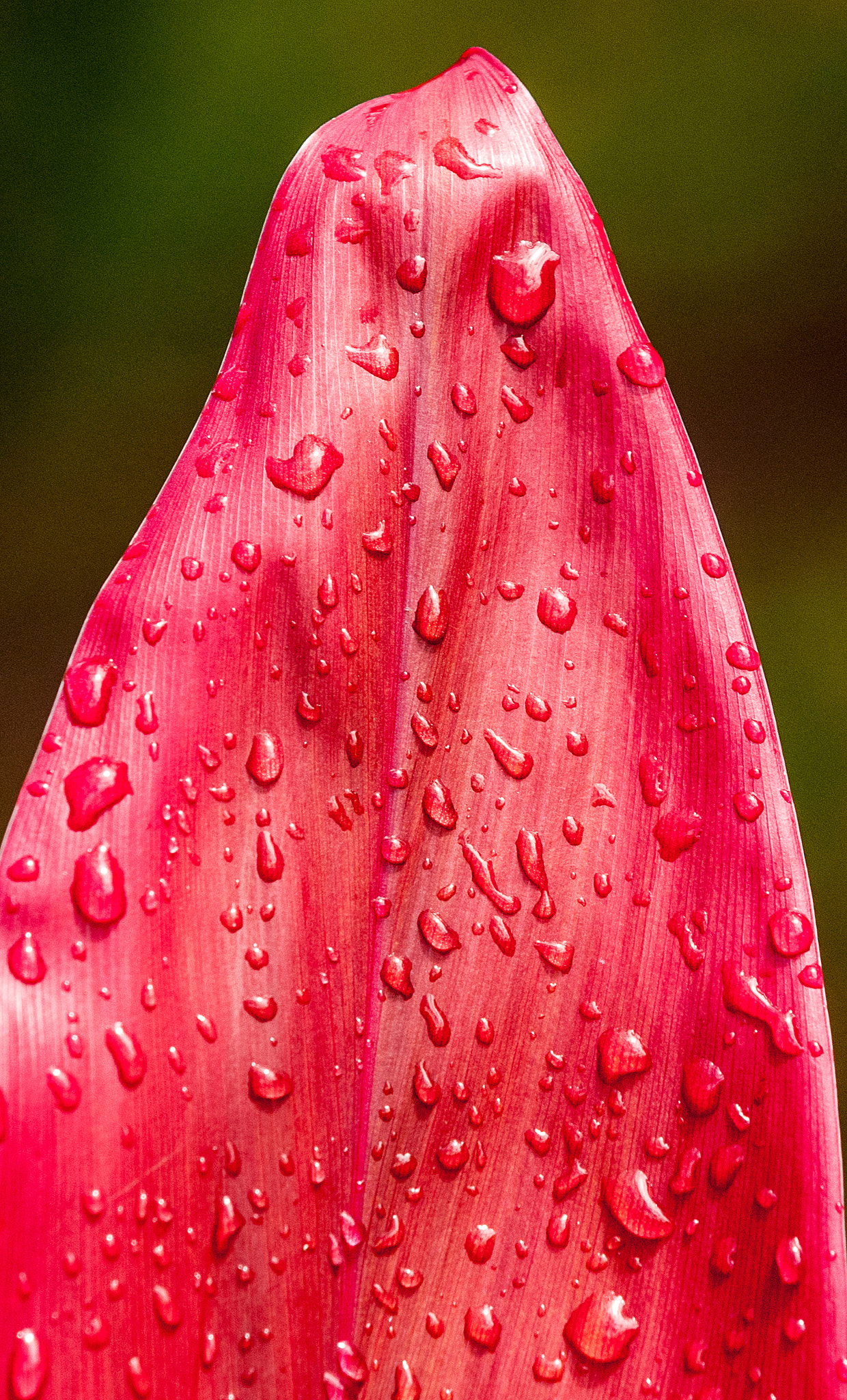 Nikon D300S sample photo. Drops on red leaf photography
