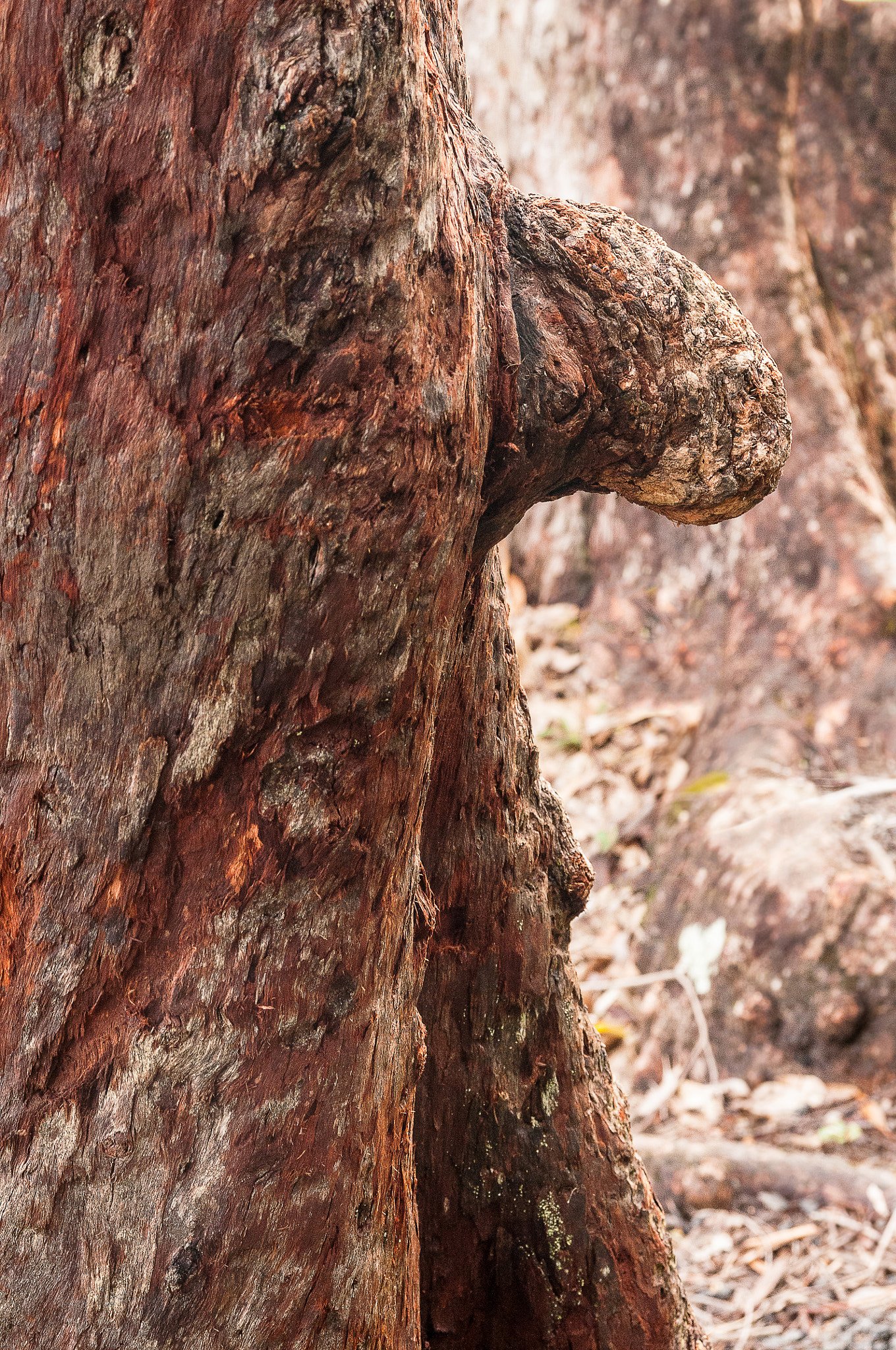 Sigma 17-70mm F2.8-4 DC Macro OS HSM sample photo. The naked tree photography