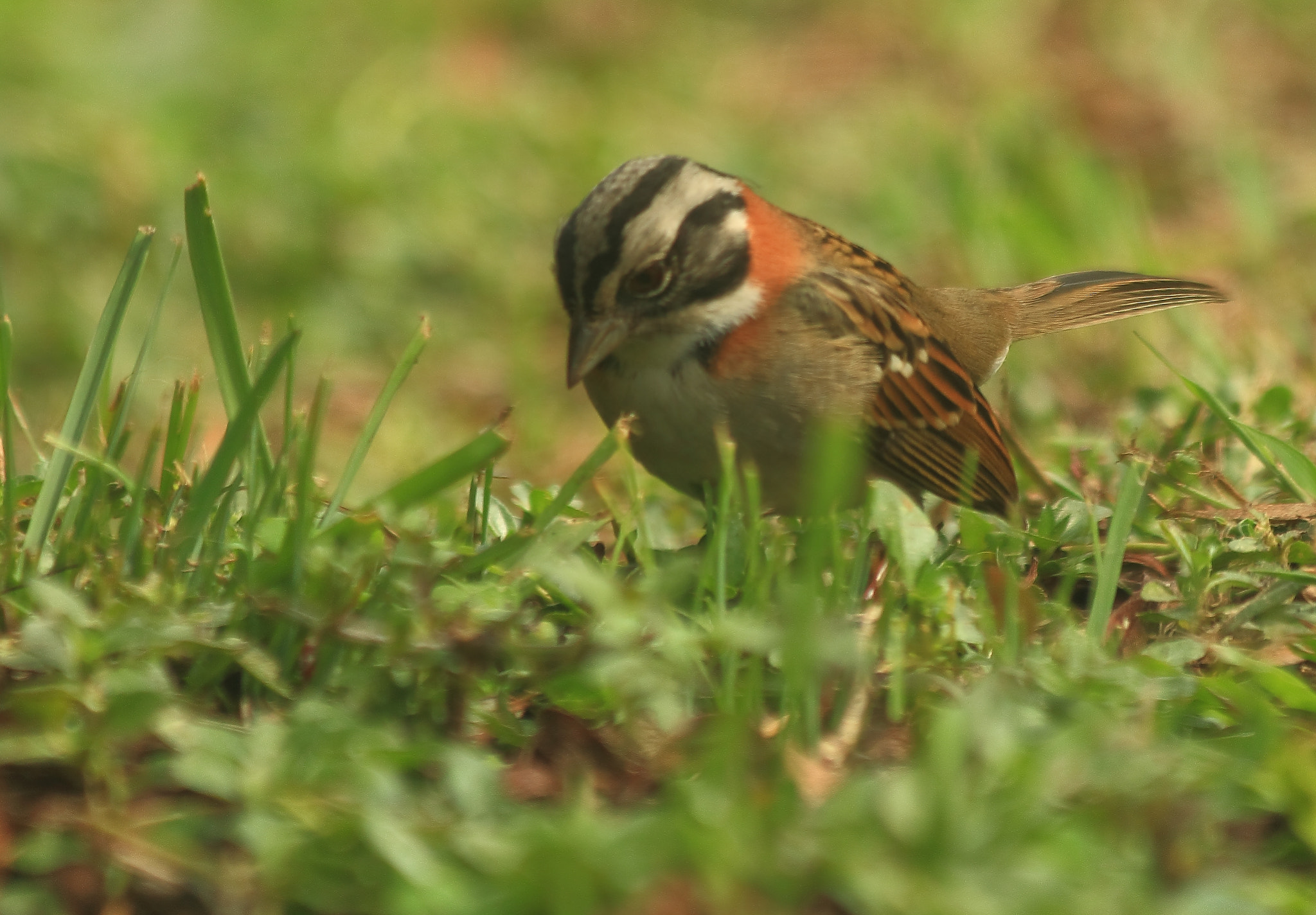 Canon EF 70-300mm F4-5.6 IS USM sample photo. Looking photography