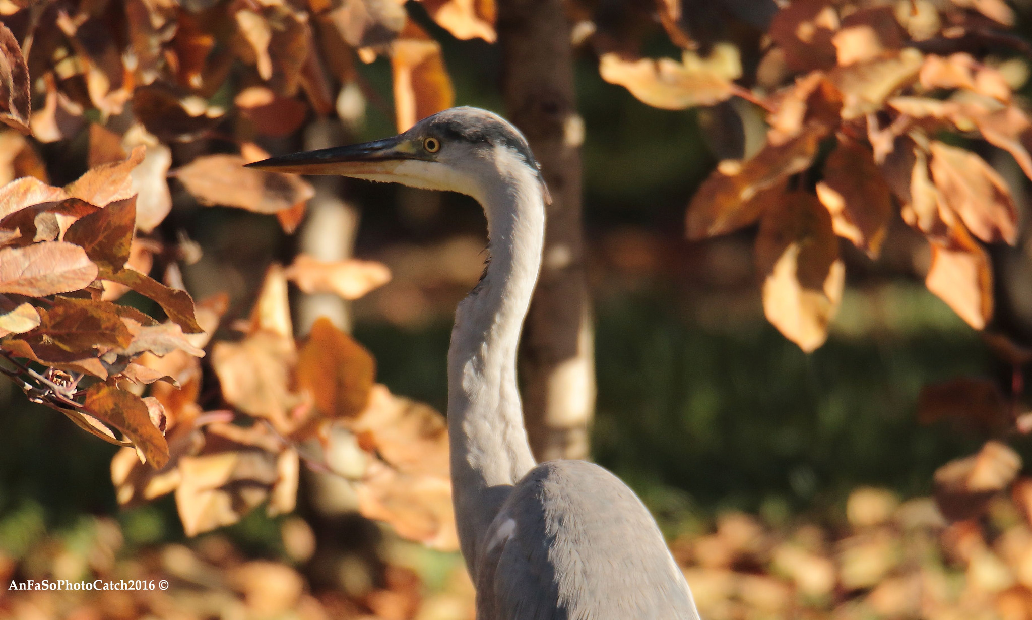 Canon EOS 7D Mark II sample photo. Airone cenerino - ardea cinerea photography