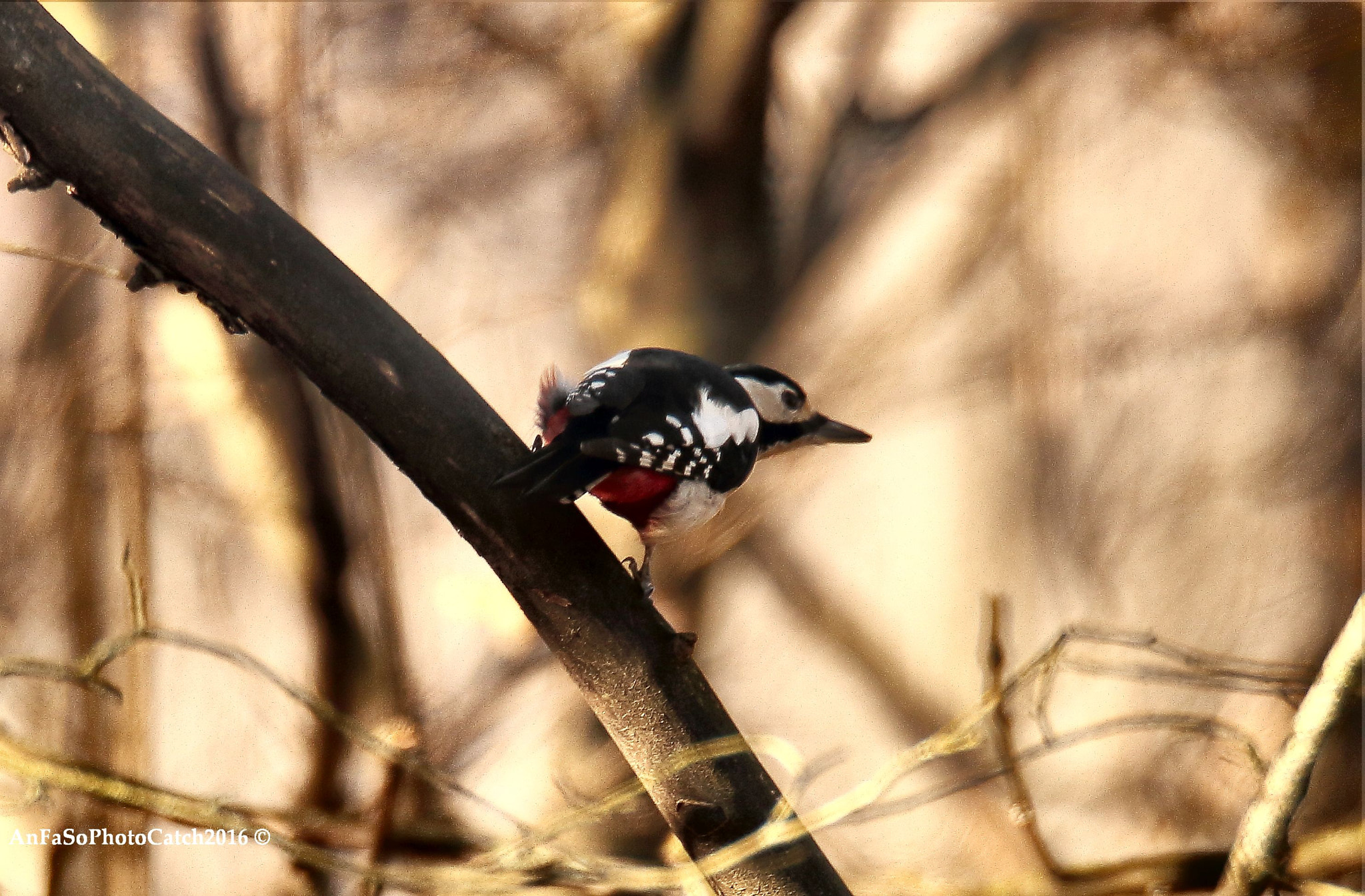 Sigma 150-600mm F5-6.3 DG OS HSM | S sample photo. Picchio rosso maggiore - dendrocops major photography
