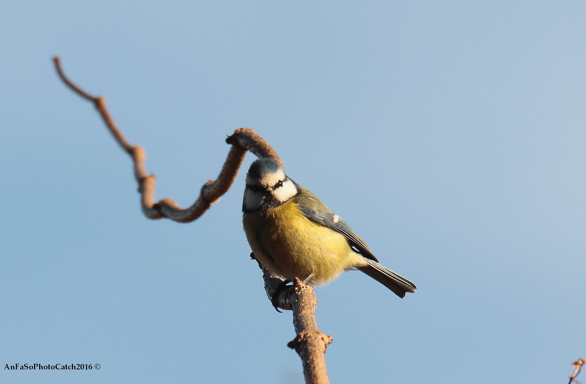 Sigma 150-600mm F5-6.3 DG OS HSM | S sample photo. Cinciarella - cyanistes caeruleus photography
