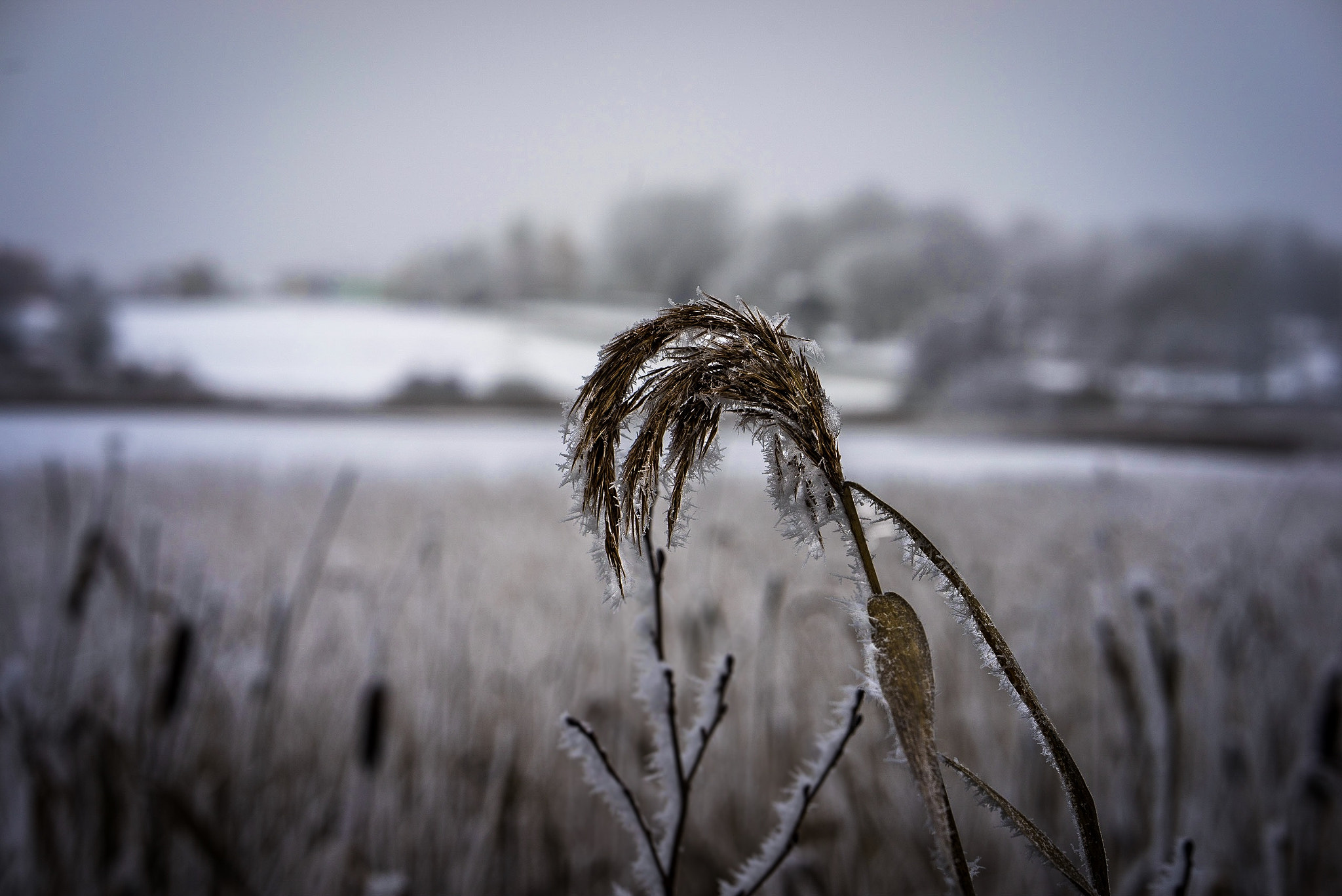 Sony a7R + ZEISS Batis 85mm F1.8 sample photo. Grass photography