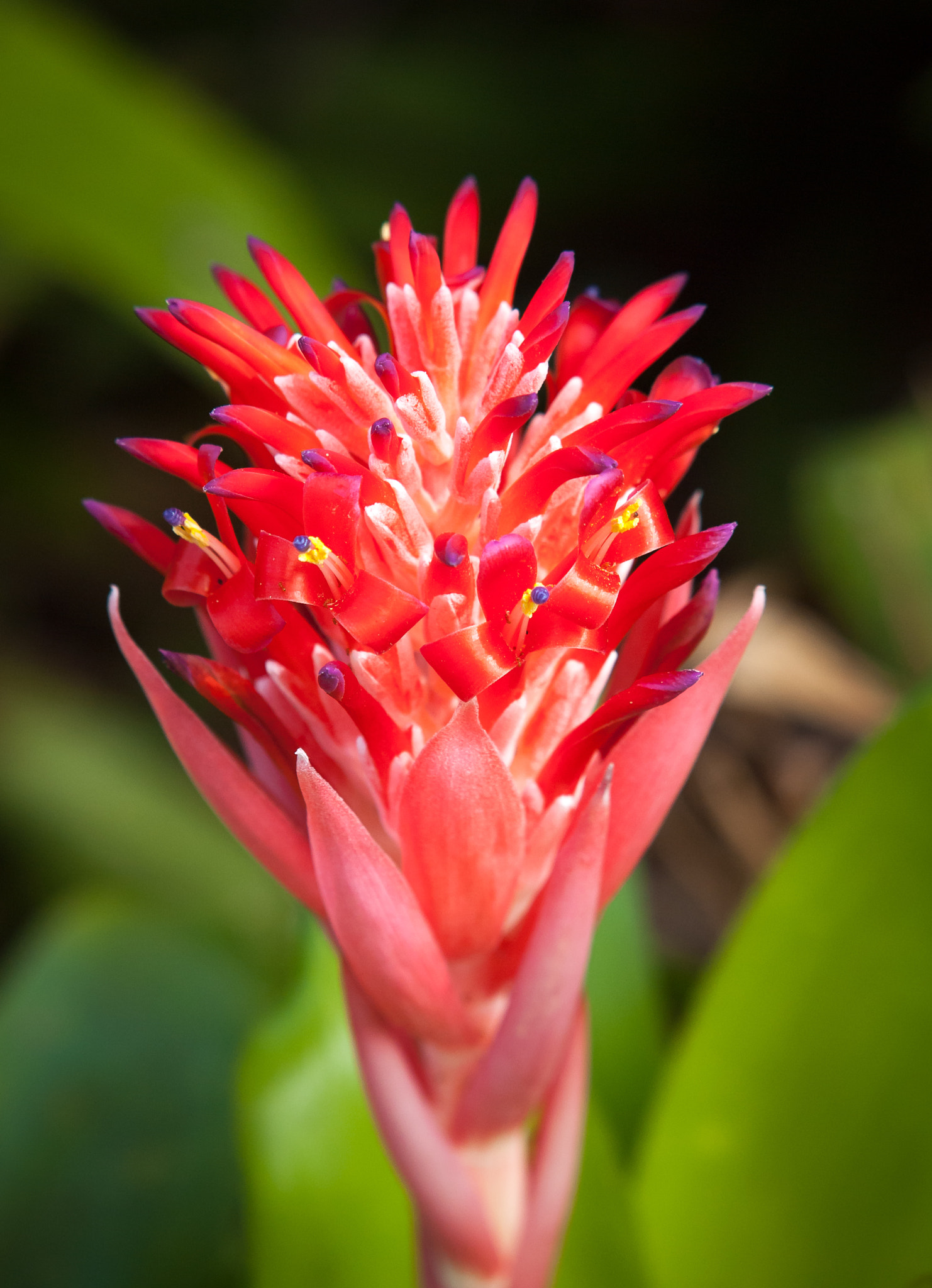 Olympus E-620 (EVOLT E-620) sample photo. Flaming torch (billbergia pyramidalis) photography