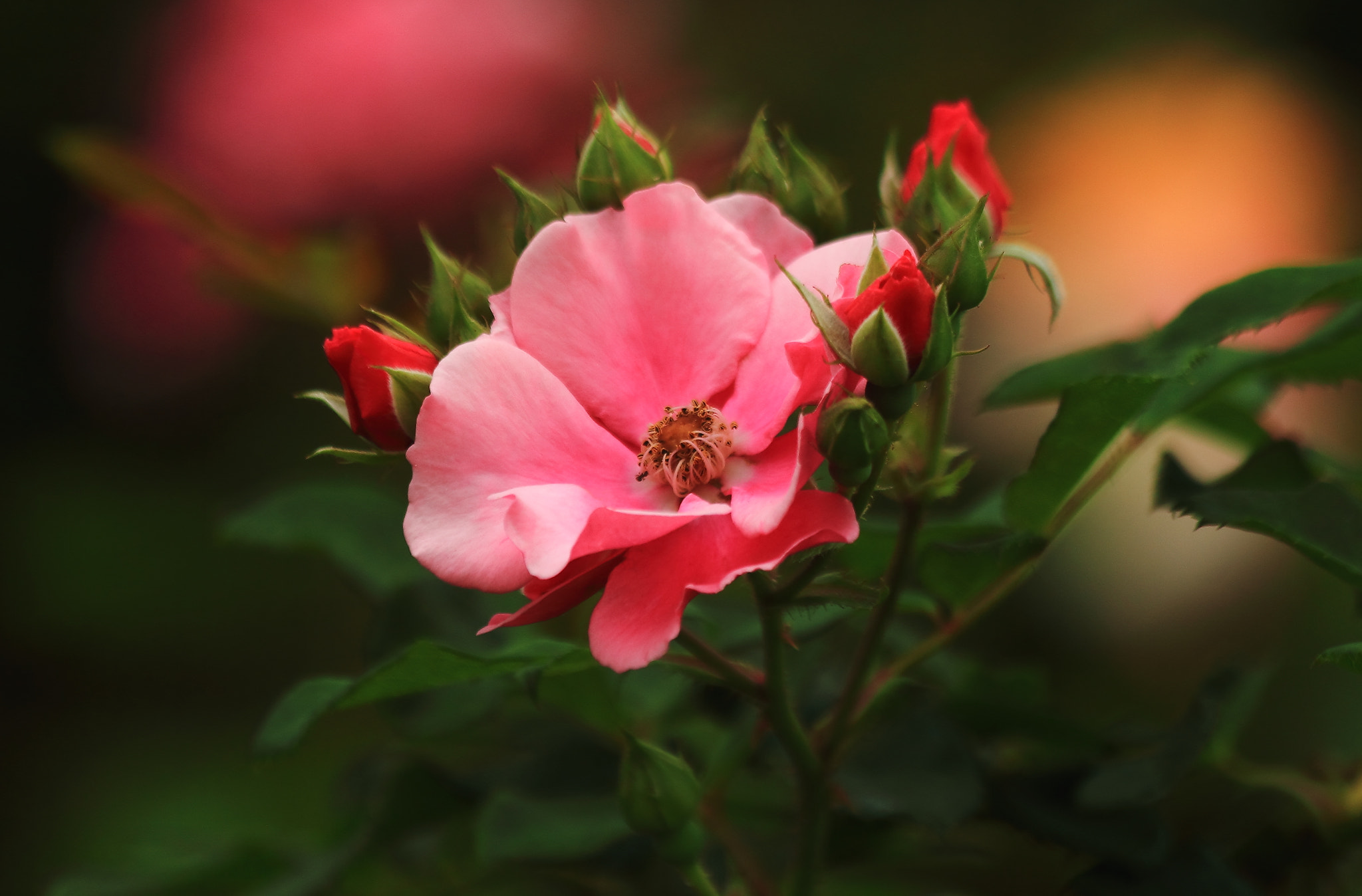 Canon EF 70-300mm F4-5.6 IS USM sample photo. Blossom photography