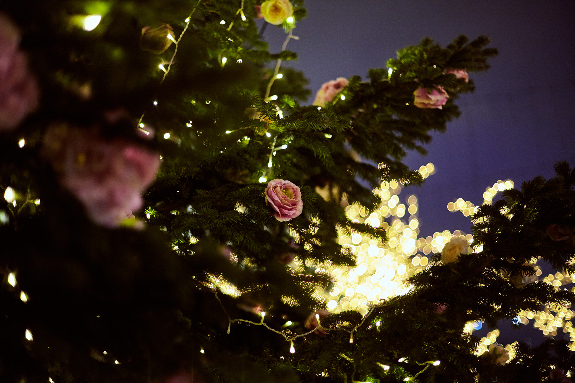 Canon EF 50mm F1.4 USM sample photo. Ulsei photography