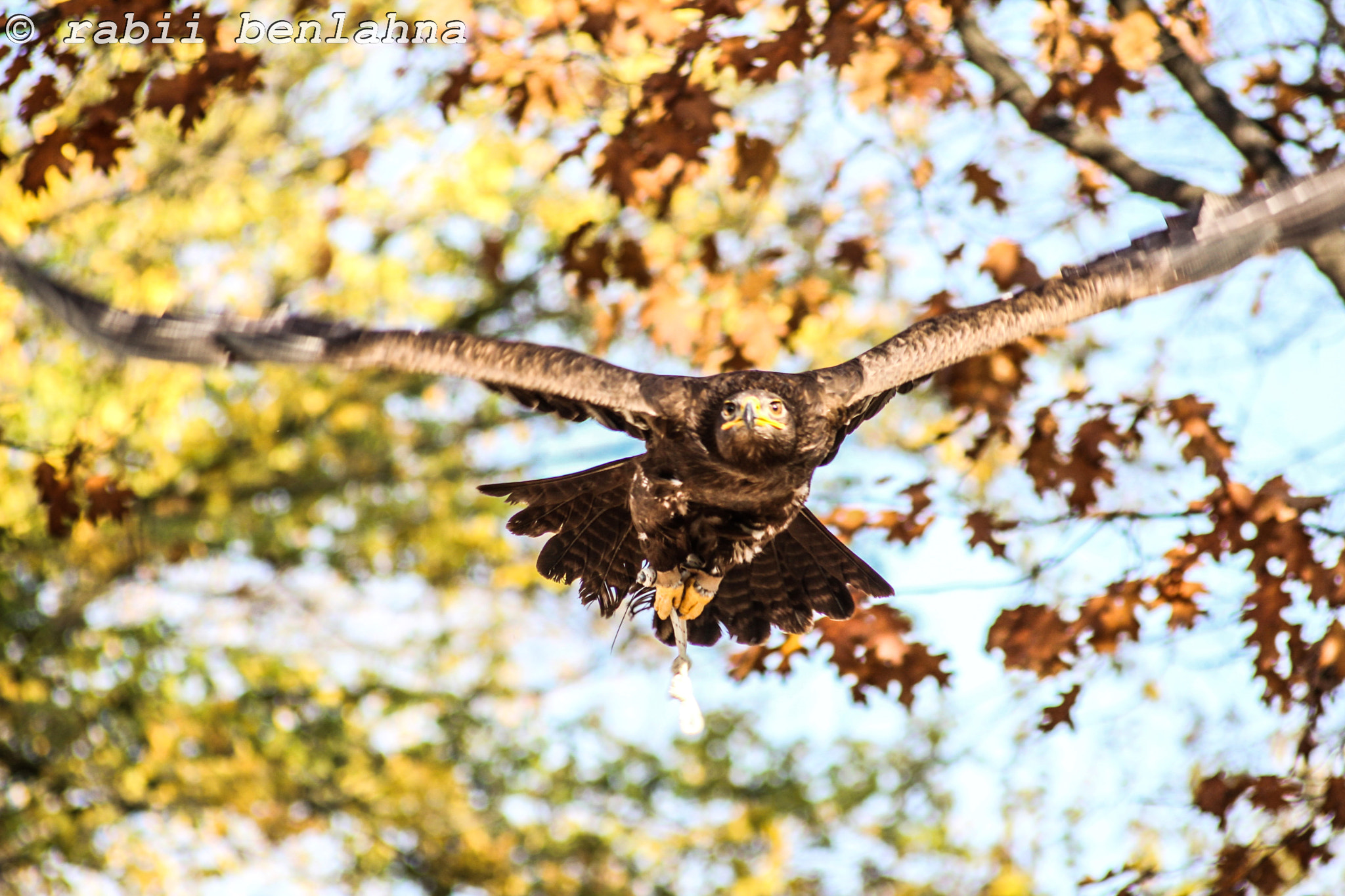 Sigma 50-200mm F4-5.6 DC OS HSM sample photo. Golden eagle photography