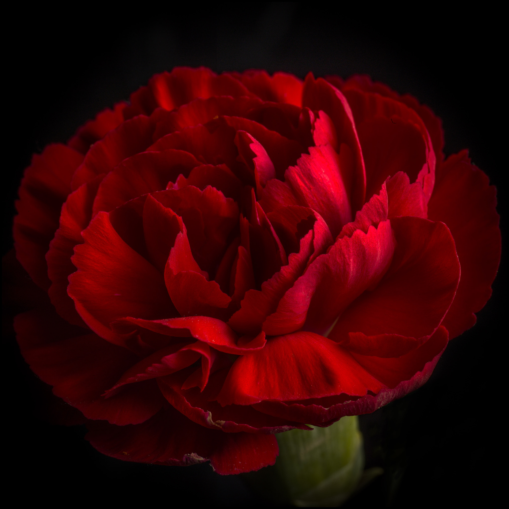 Phase One IQ180 sample photo. Red 538 photography