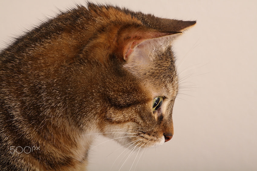 Canon EOS 50D + Canon EF 70-200mm F4L USM sample photo. Studio cat photography
