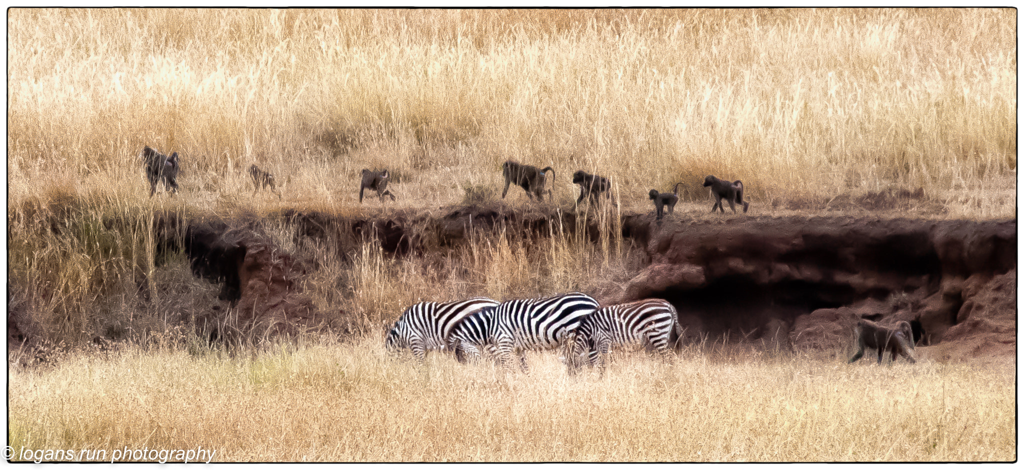 Nikon D300 + Nikon AF-S Nikkor 28-300mm F3.5-5.6G ED VR sample photo. Panorama of animals on the serengeti tanzania photography