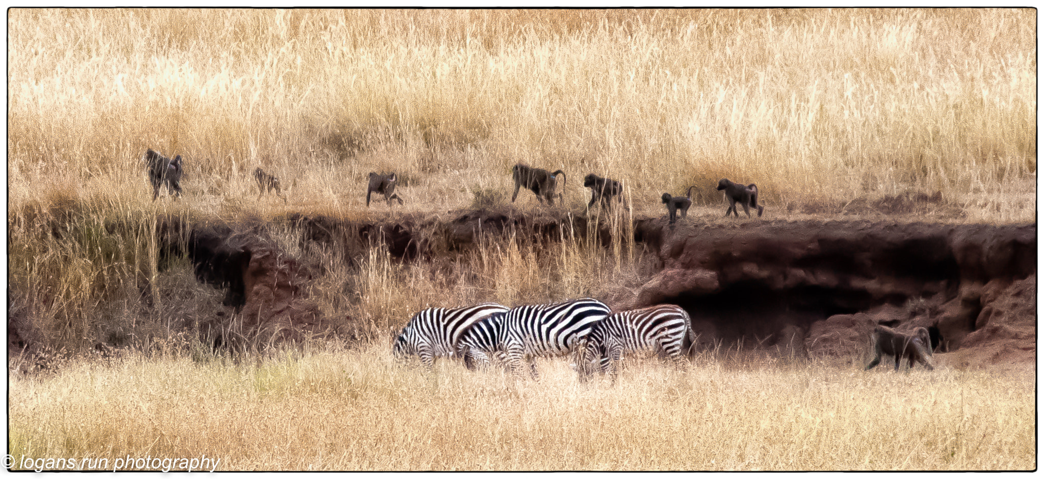 Nikon D300 sample photo. Panorama of animals on the serengeti tanzania photography