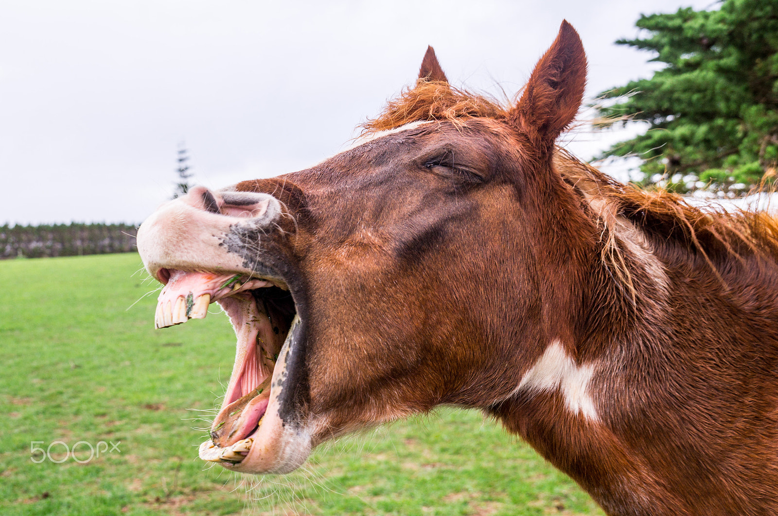 Sony SLT-A37 sample photo. Funny yawning horse portrait photography