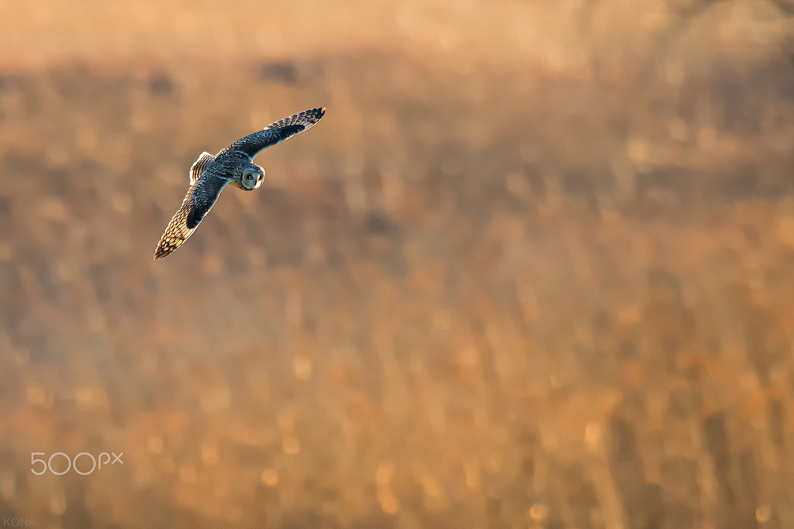 Nikon AF-S Nikkor 400mm F2.8G ED VR II sample photo. 31129180744.   komimi photography
