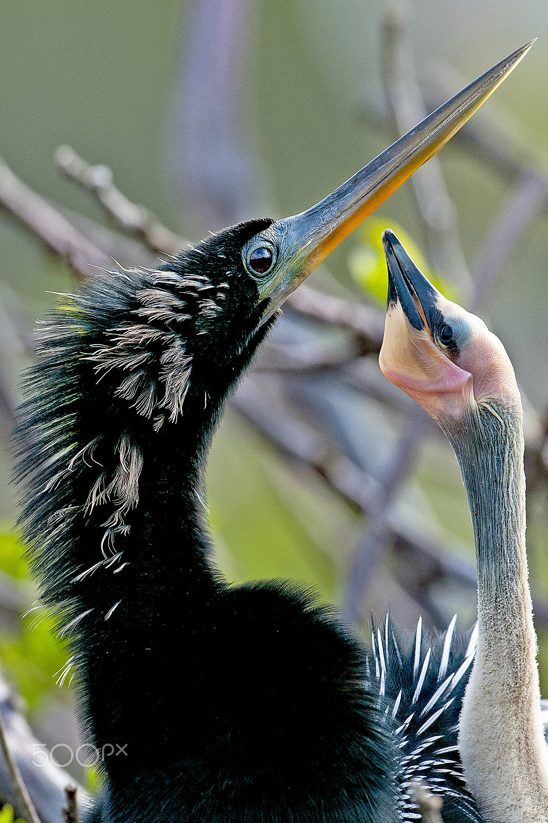 Nikon D300 + Nikon AF-S Nikkor 600mm F4G ED VR sample photo. Anhinga chick with dad ....hoping for lunch photography