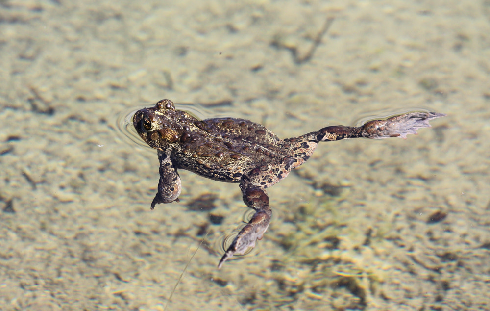 Canon EF-S 55-250mm F4-5.6 IS sample photo. Amphibian photography