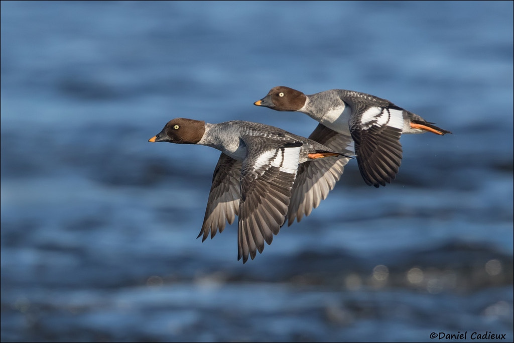 Canon EOS 7D Mark II sample photo. Common goldeneyes flying photography