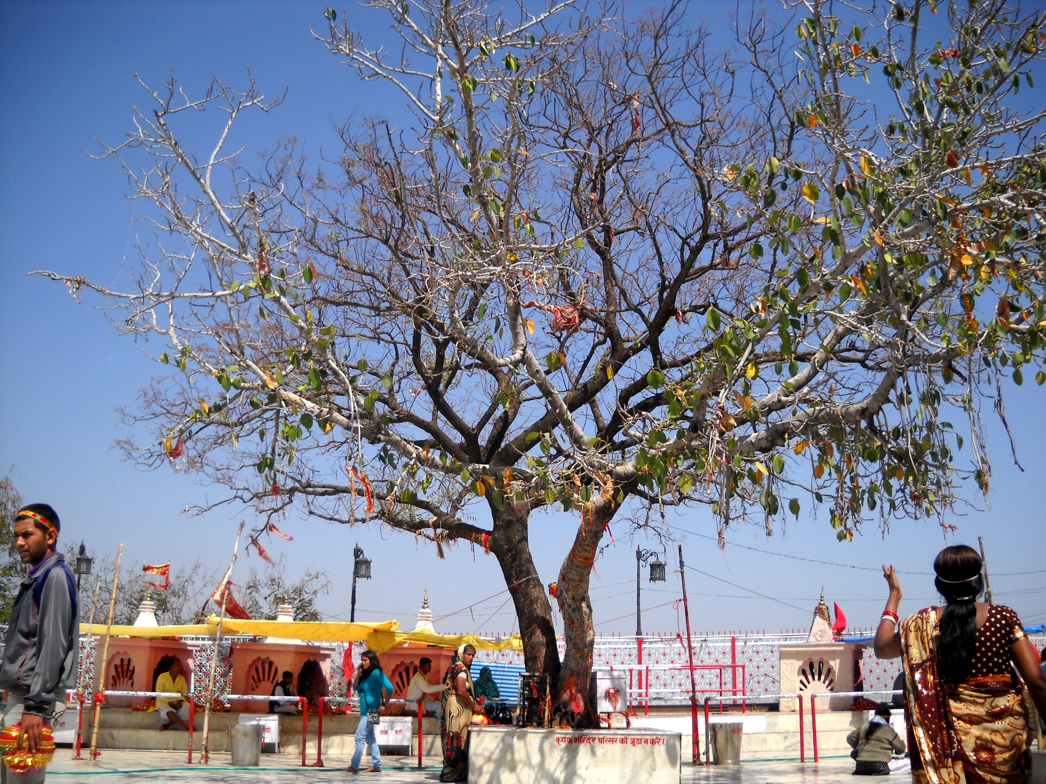 Nikon Coolpix L20 sample photo. Tree at holy place photography