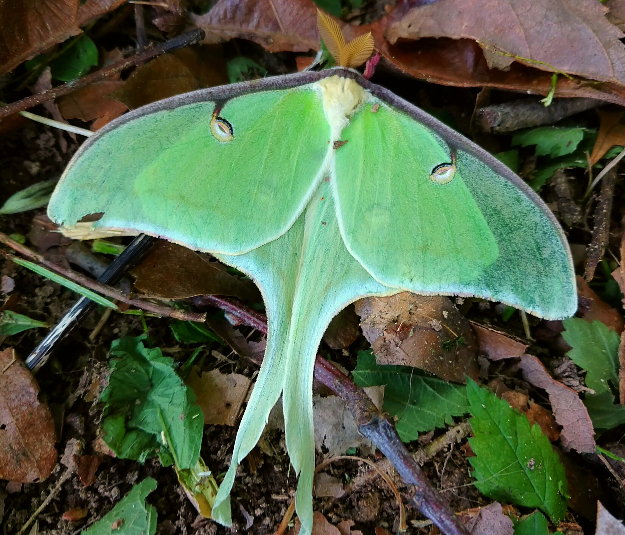 Motorola Moto X Pure Edition sample photo