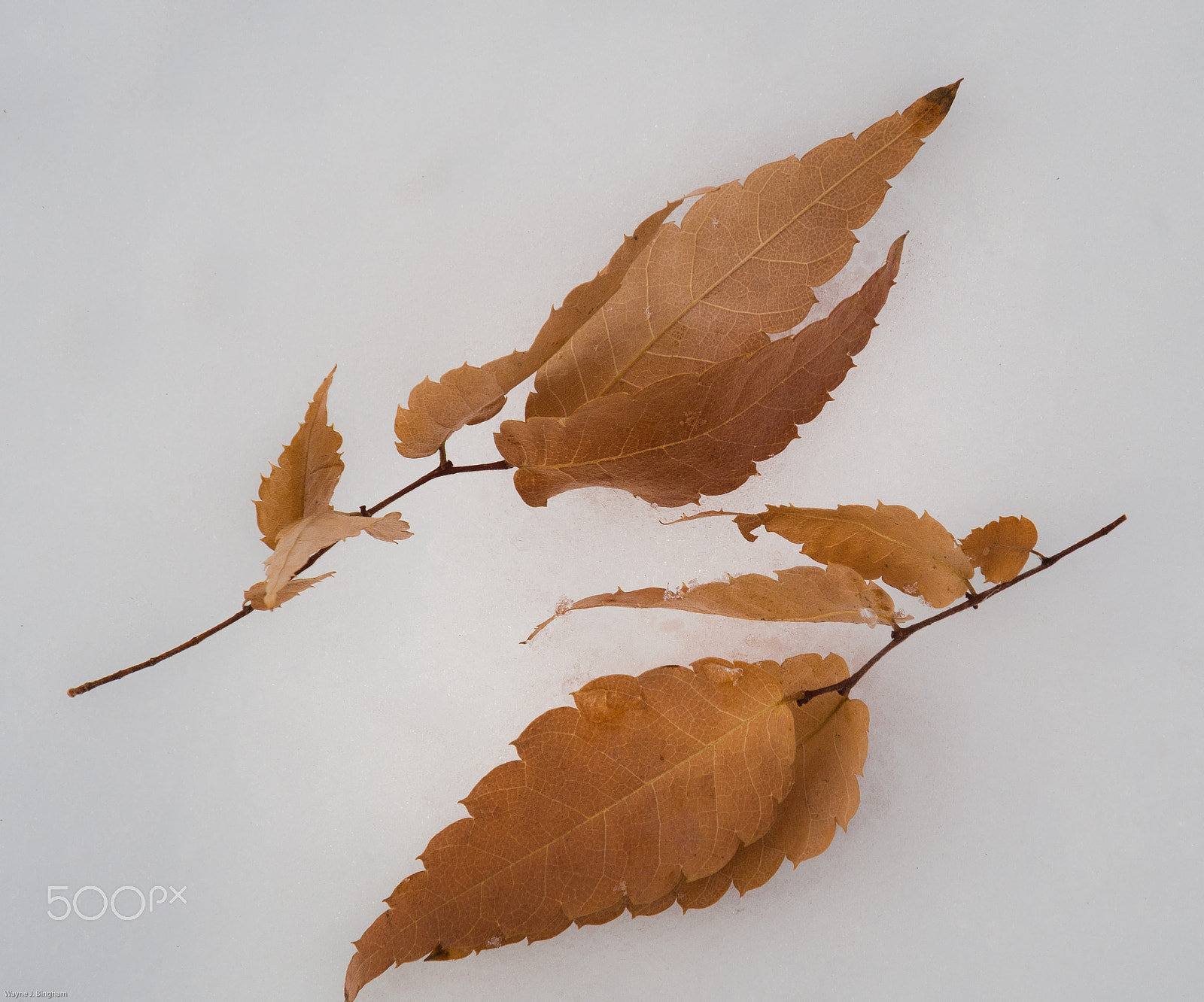 OLYMPUS M.14-150mm F4.0-5.6 II sample photo. Leaves on snow photography
