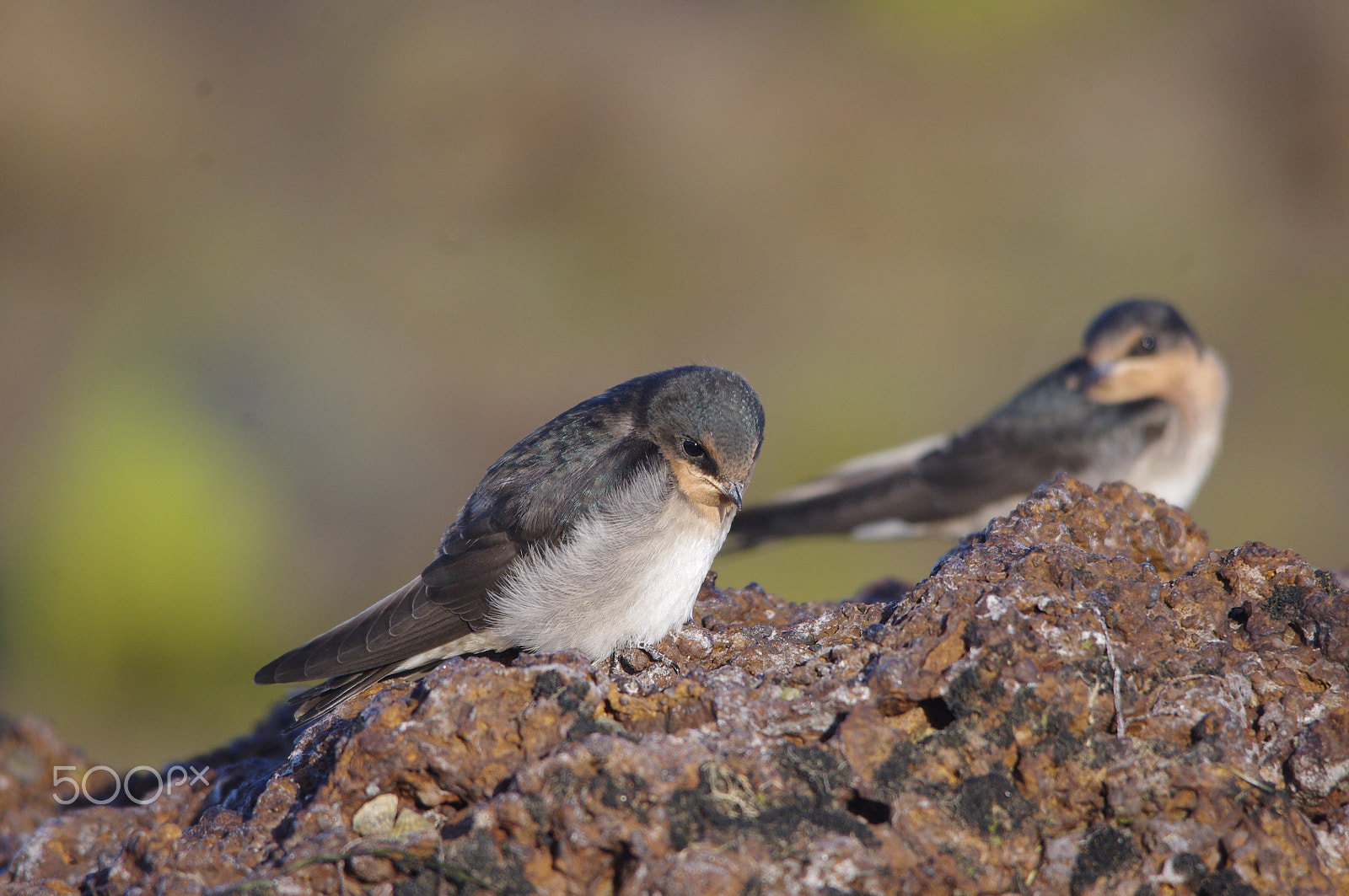 Sigma 150-500mm F5-6.3 DG OS HSM sample photo. Quiet contemplation photography