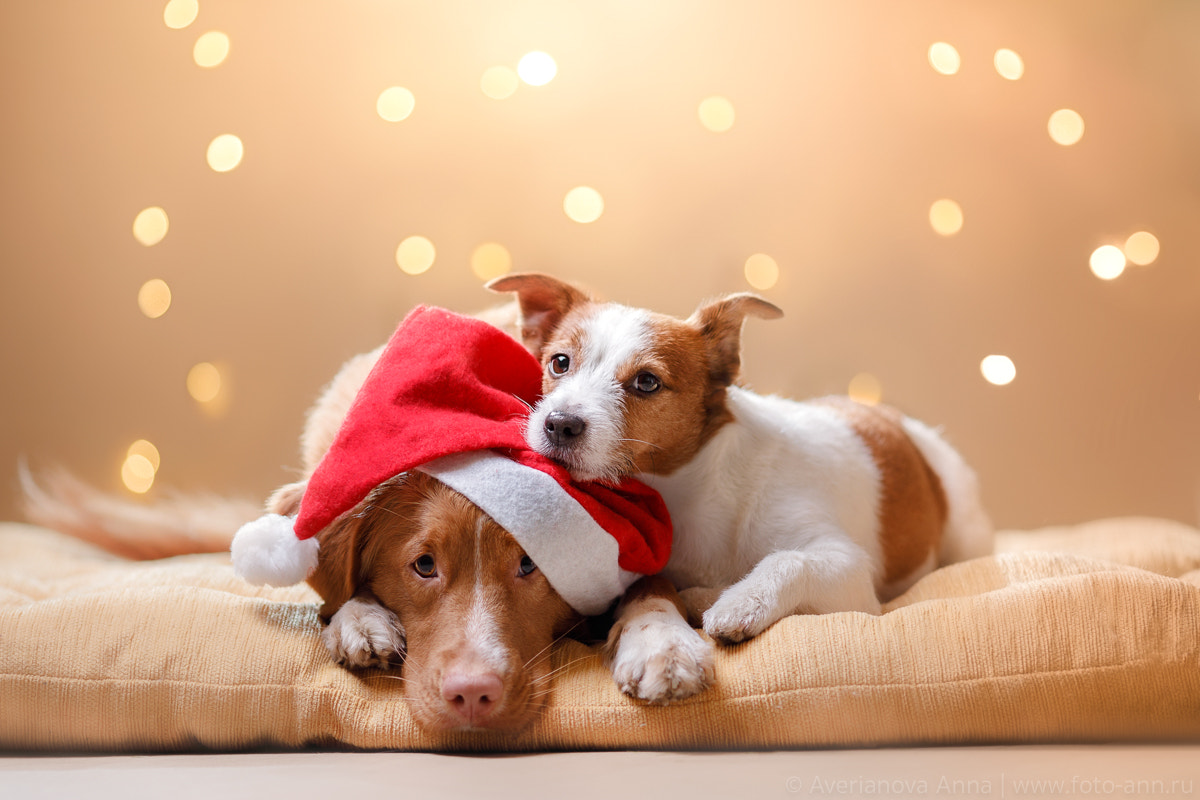 Canon EF 135mm F2L USM sample photo. Christmas dog photography
