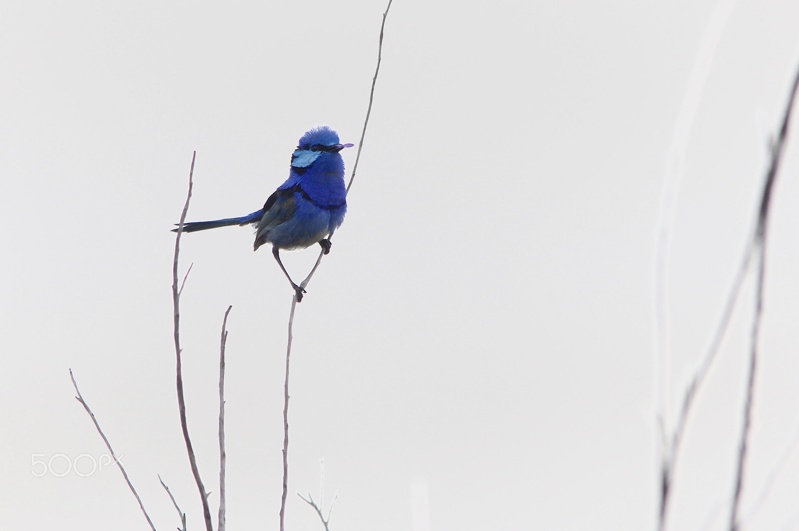 Pentax K-r sample photo. Splendid fairy wren with petal photography