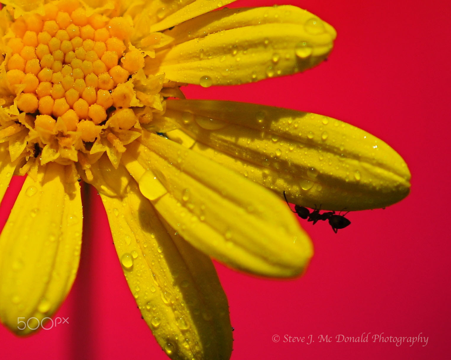 Nikon D300 + Sigma 150mm F2.8 EX DG Macro HSM sample photo. Colorful daisy w/ ant photography