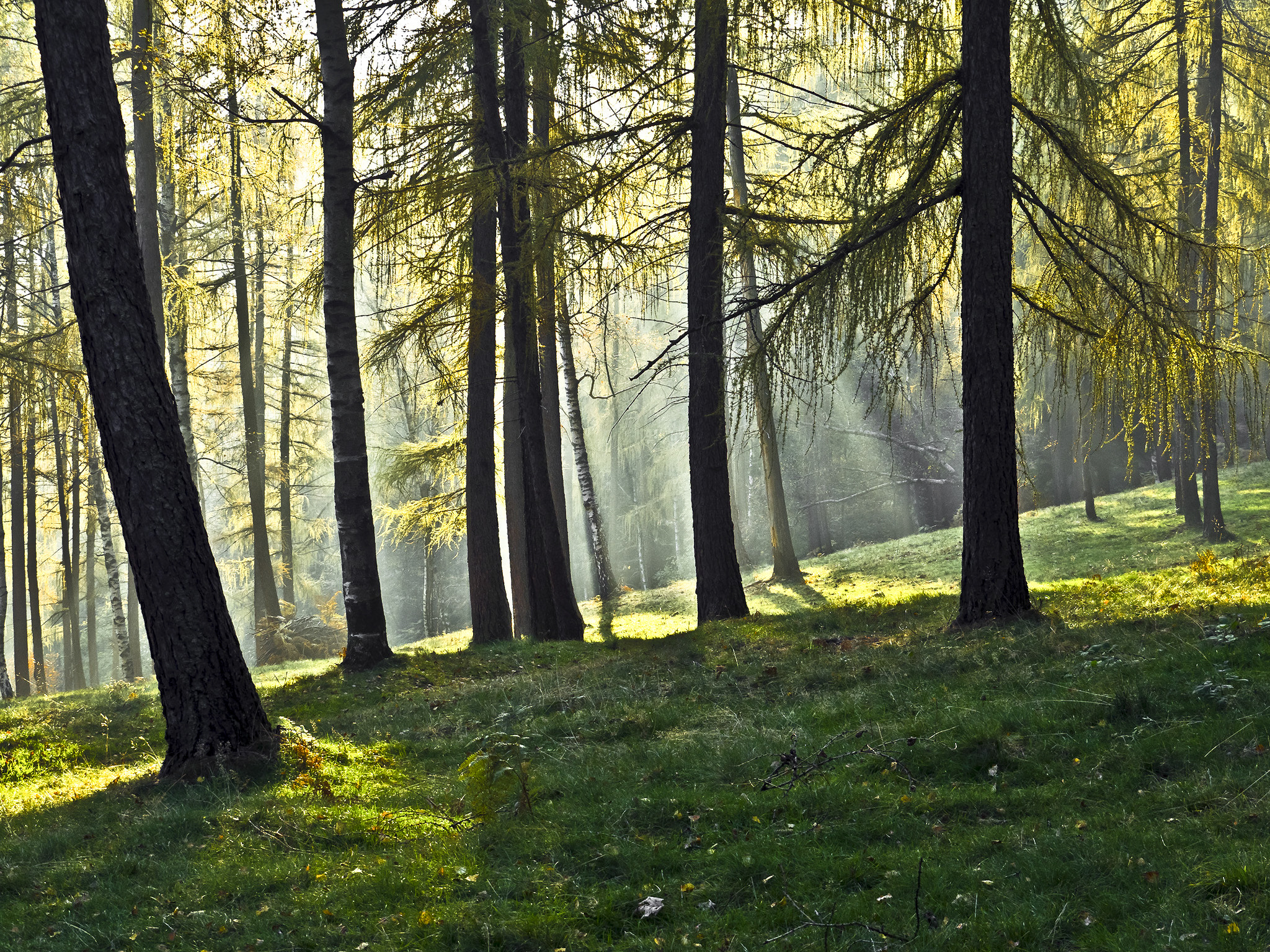 OLYMPUS M.14-150mm F4.0-5.6 II sample photo. Golden rays in the undergrowth photography