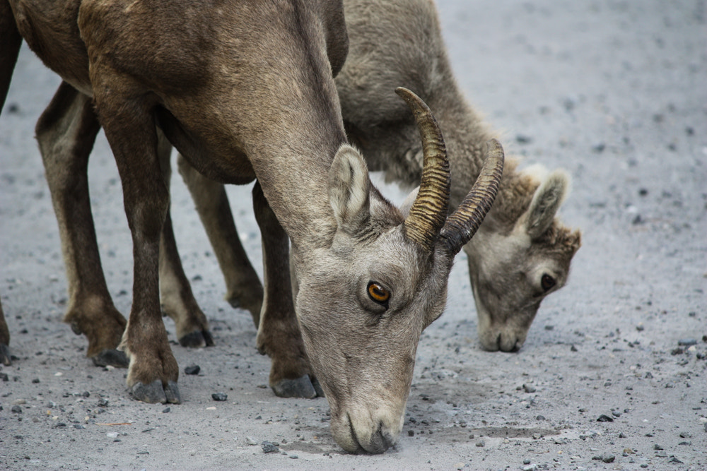 Canon EF-S 55-250mm F4-5.6 IS sample photo. Bighorn sheep photography