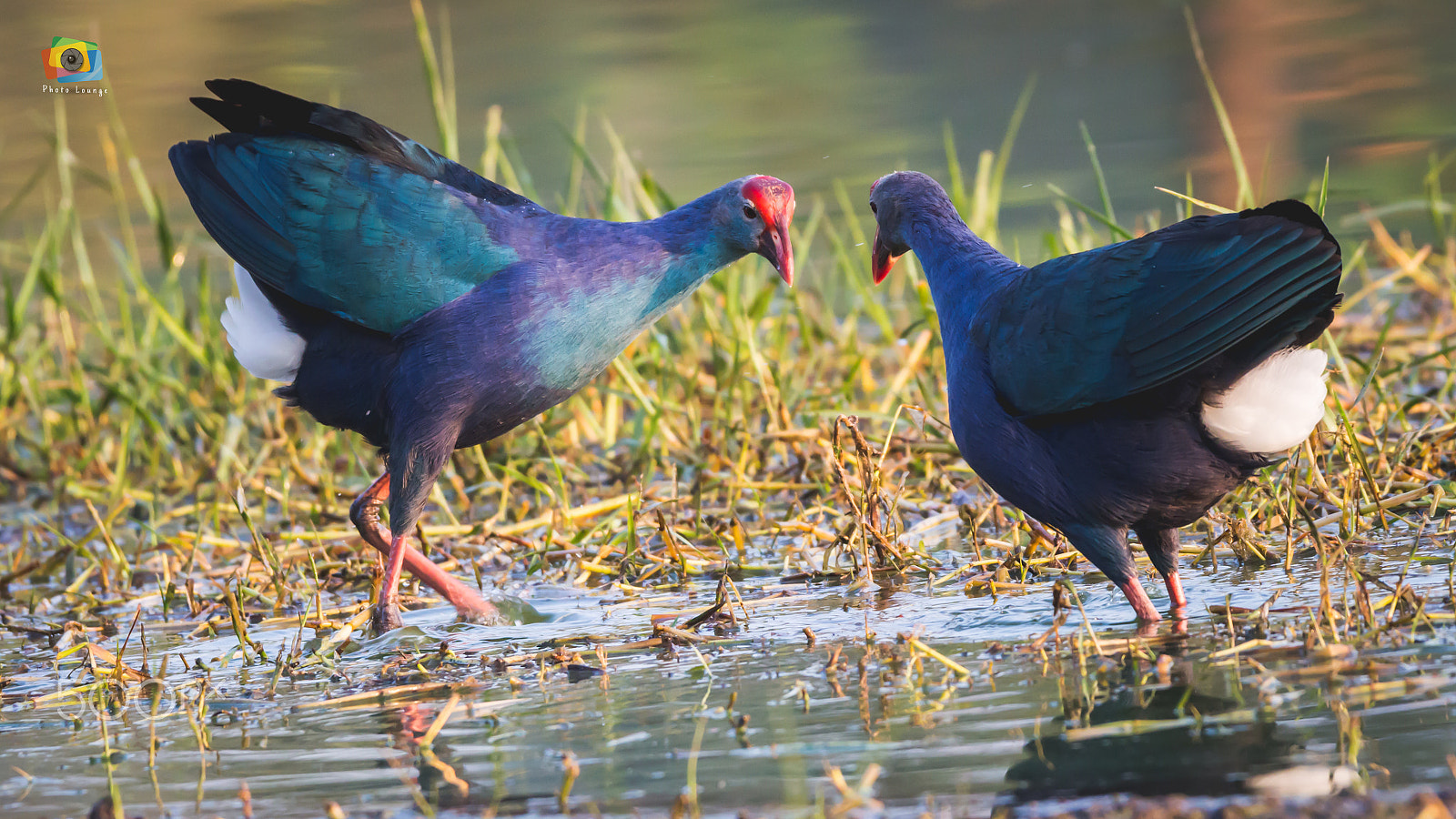 150-600mm F5-6.3 DG OS HSM | Contemporary 015 sample photo. The western swamphen photography