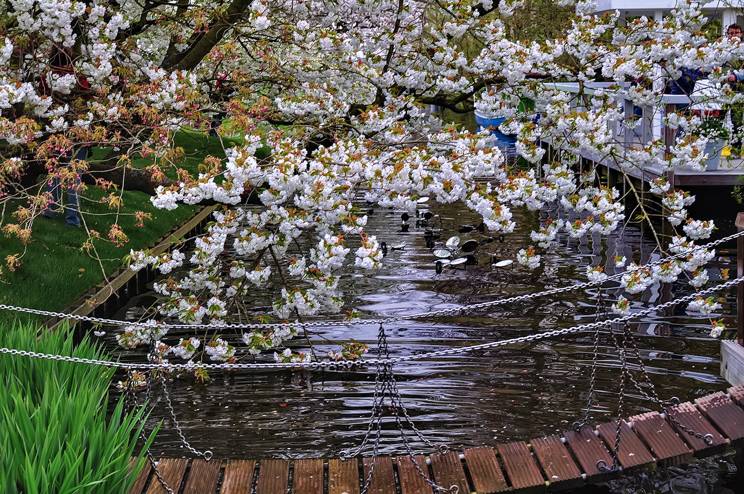 Nikon D5000 sample photo. Keukenhof photography