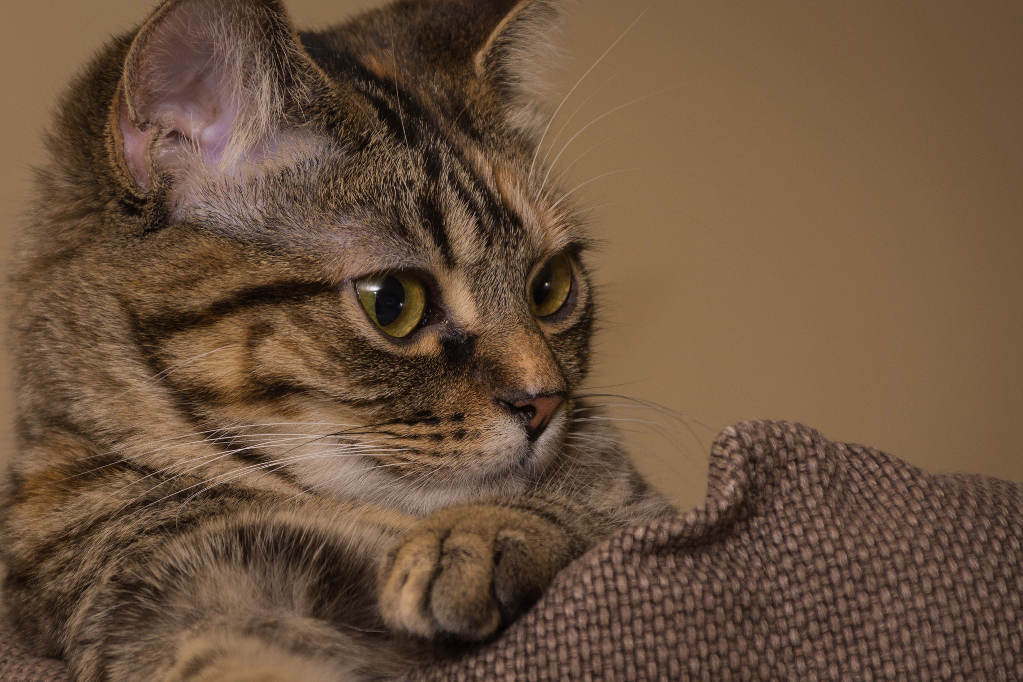 Sigma 28-300mm F3.5-6.3 DG Macro sample photo. Minnie photography