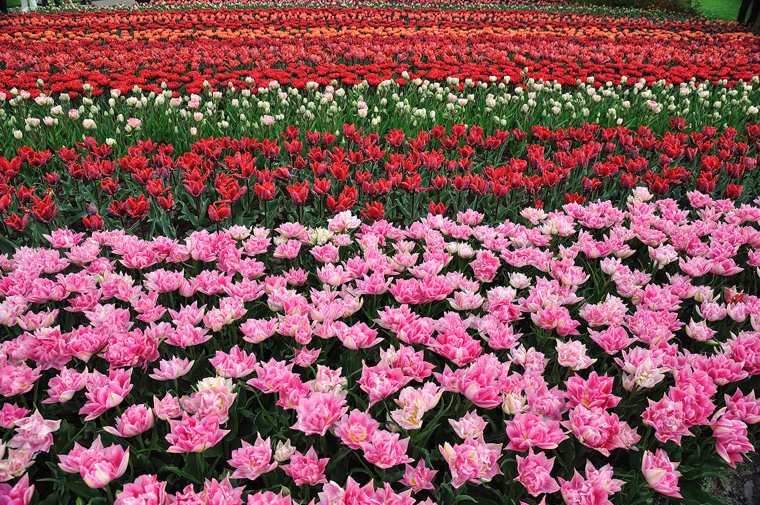 Nikon D5000 sample photo. Keukenhof photography