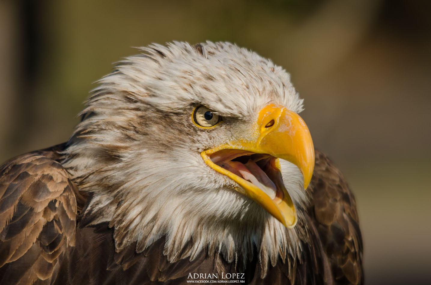 Sigma 150-500mm F5-6.3 DG OS HSM sample photo. Ee.uu photography
