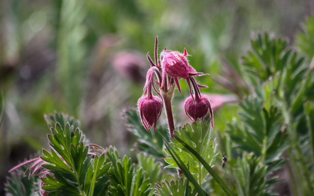 Canon EF-S 55-250mm F4-5.6 IS sample photo. Old man's whiskers (geum triflorum) photography