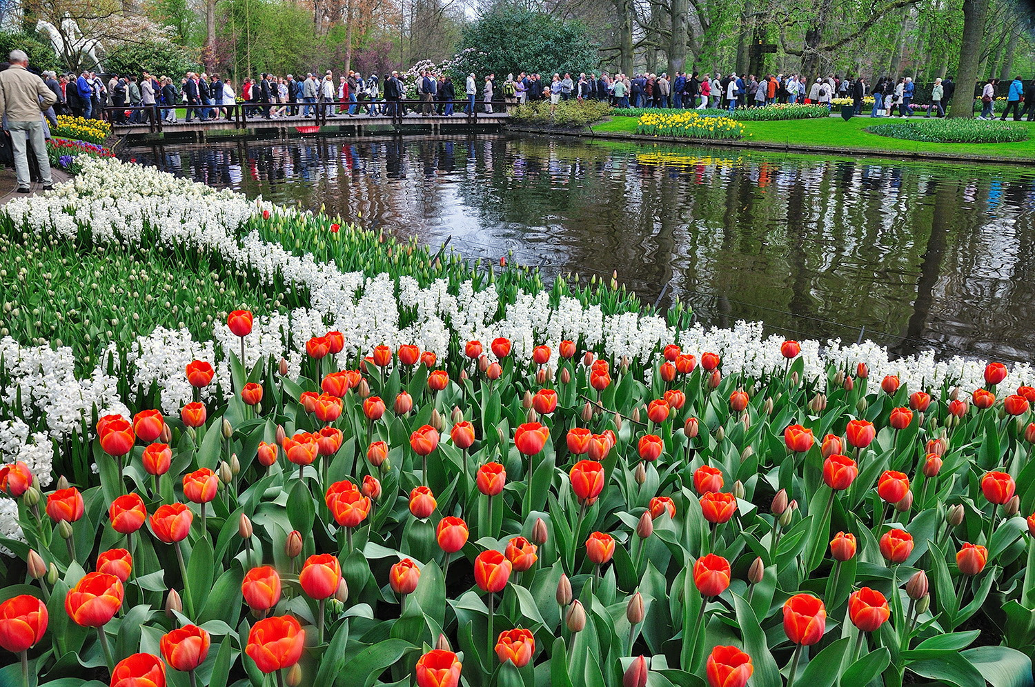 Nikon D5000 sample photo. Keukenhof photography
