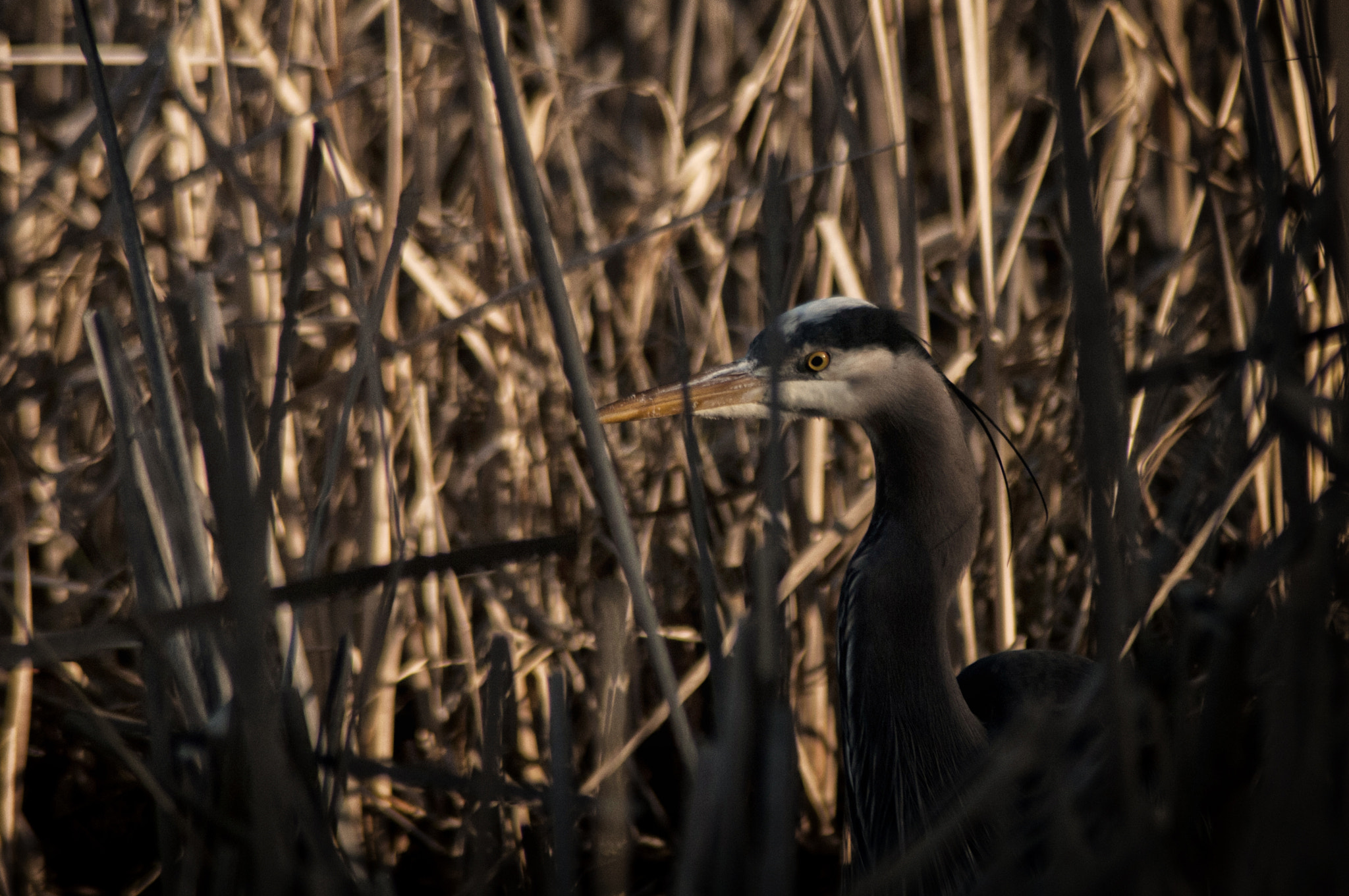 Nikon D300S sample photo. Great blue heron photography