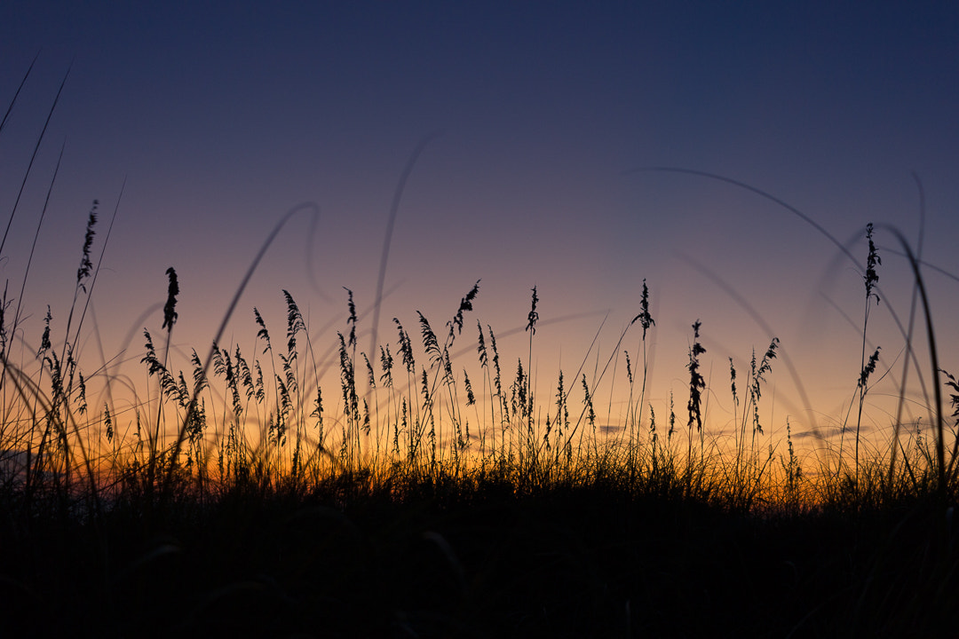 Canon EOS 550D (EOS Rebel T2i / EOS Kiss X4) sample photo. St. pete sunset - tall grass photography