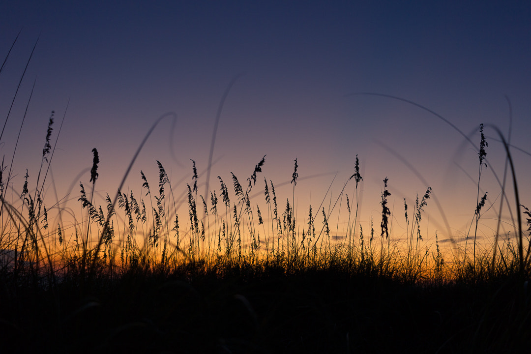 Canon EF-S 24mm F2.8 STM sample photo. St. pete sunset - tall grass photography