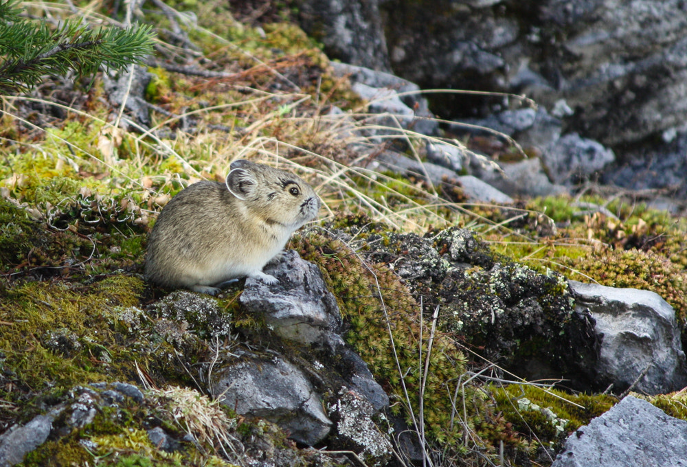 Canon EF-S 55-250mm F4-5.6 IS sample photo. Pika (rock rabbit) photography