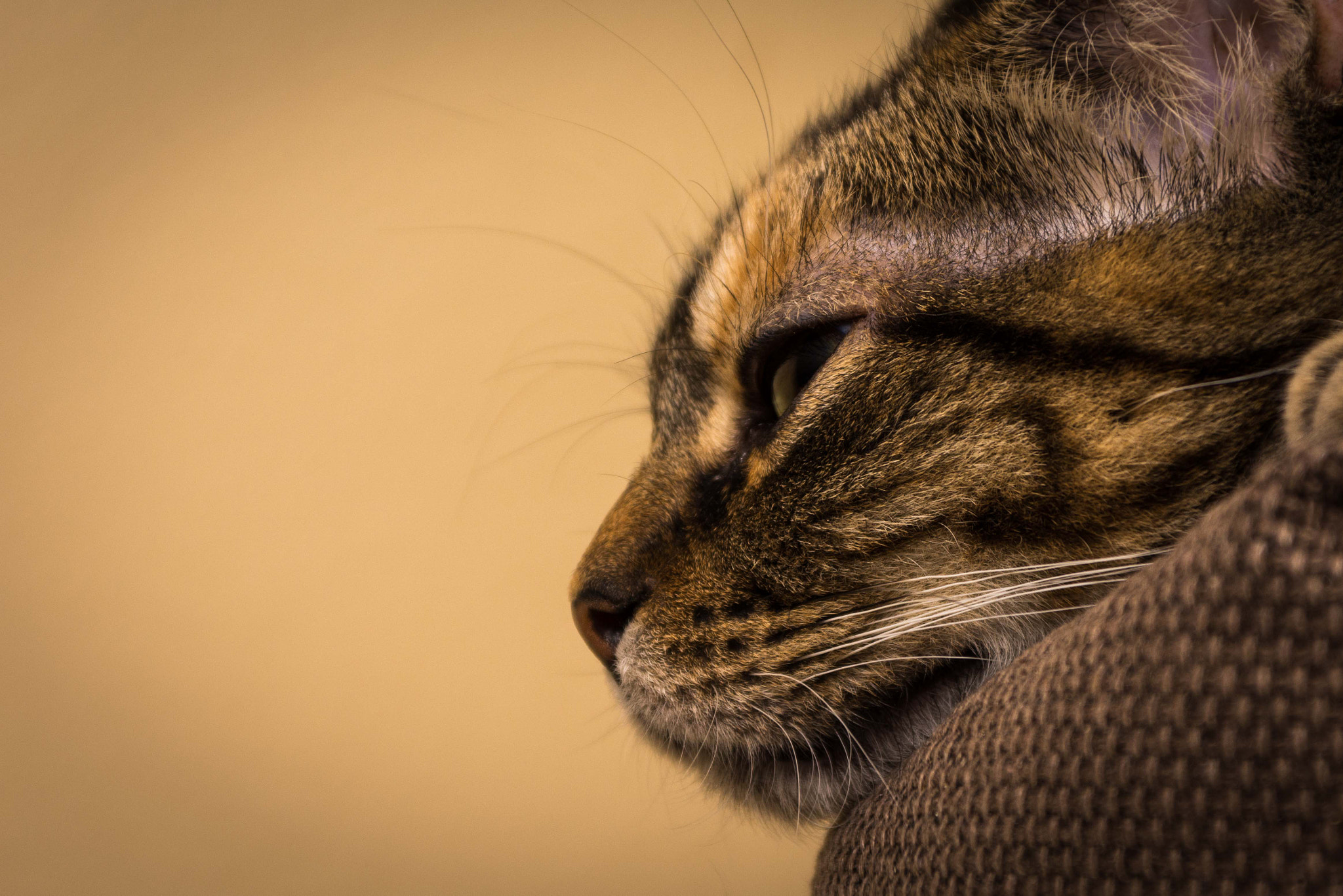 Sigma 28-300mm F3.5-6.3 DG Macro sample photo. Minnie photography