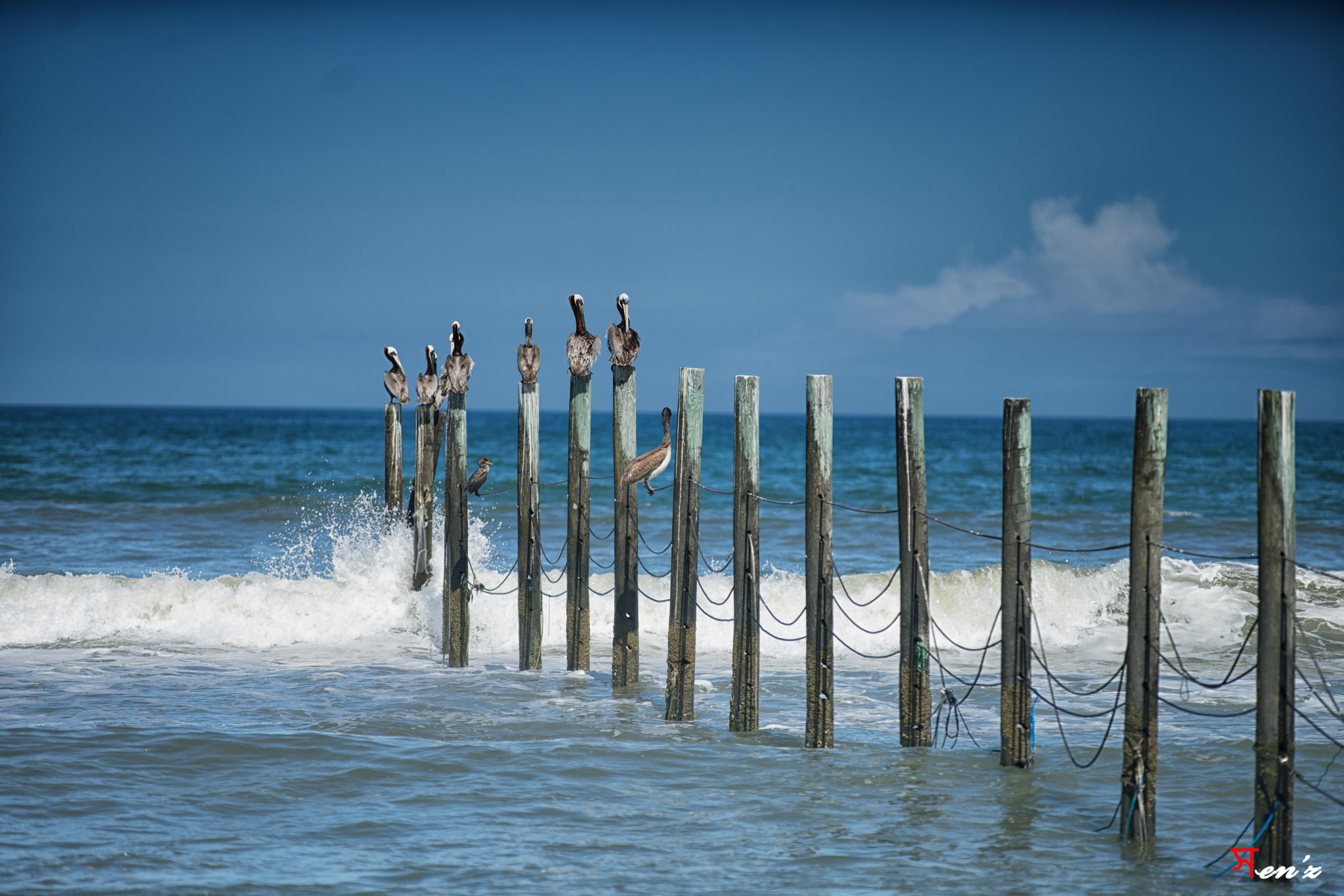 Sony a7 II + Canon EF 70-200mm F2.8L IS II USM sample photo. Pelicans photography