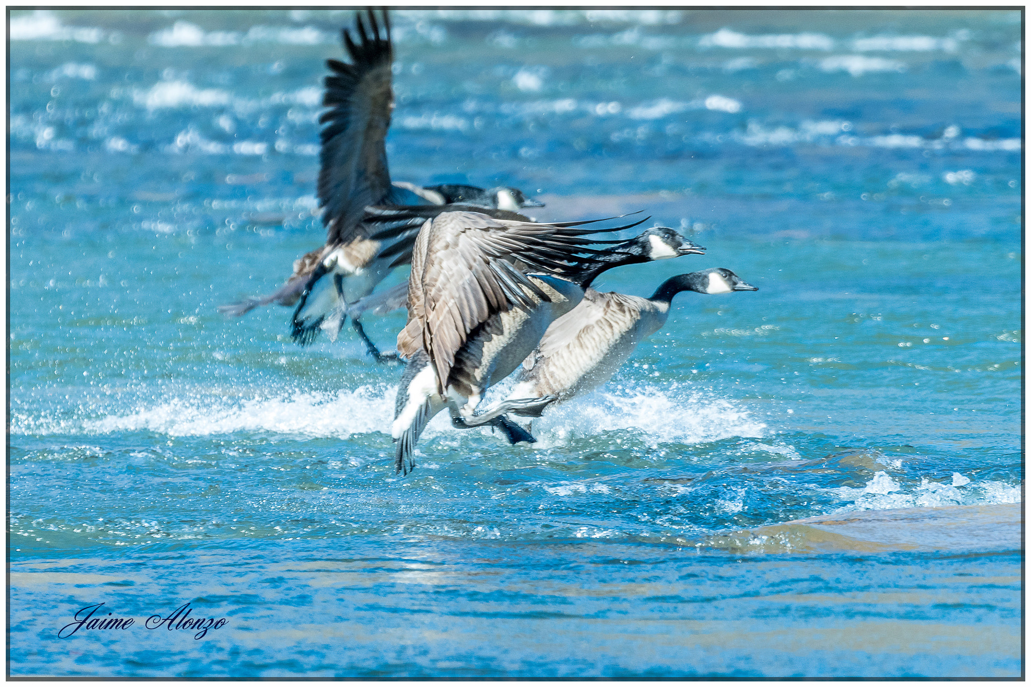 Nikon D500 sample photo. Wild geese photography